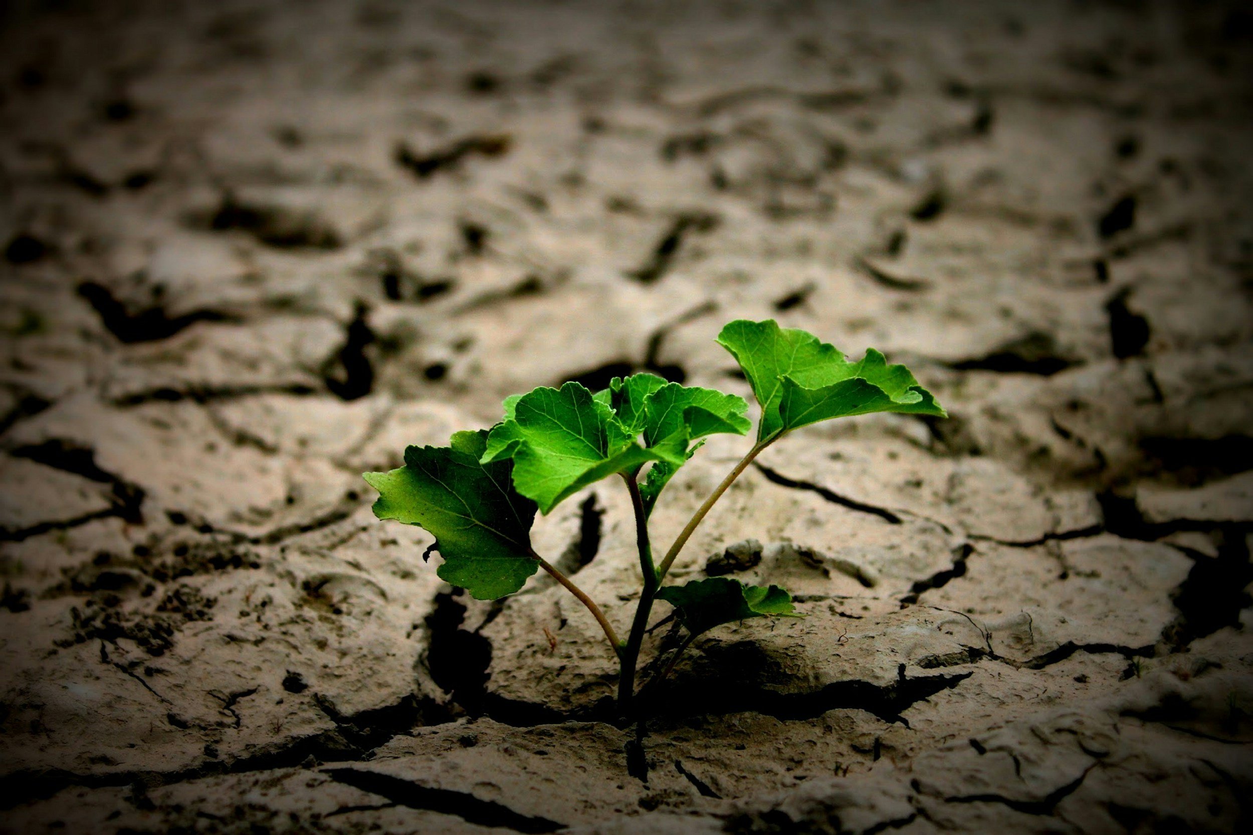 Growing through Uncertainty