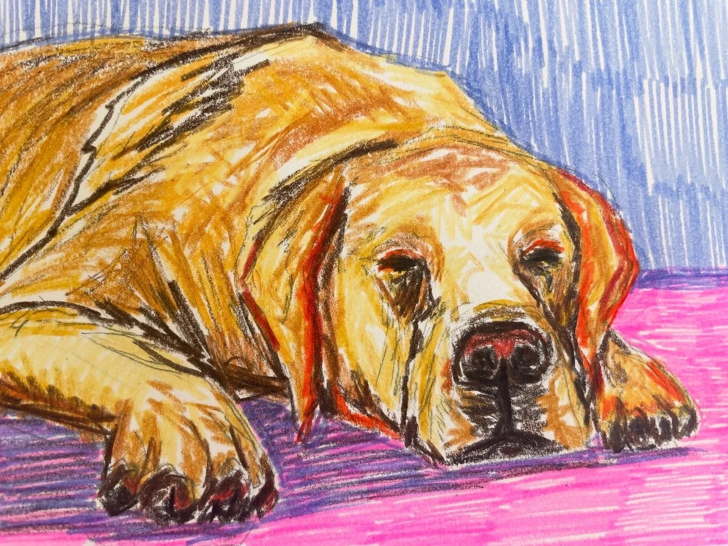 Colorful drawing of a relaxed dog lying on a pink and purple surface with a blue background.