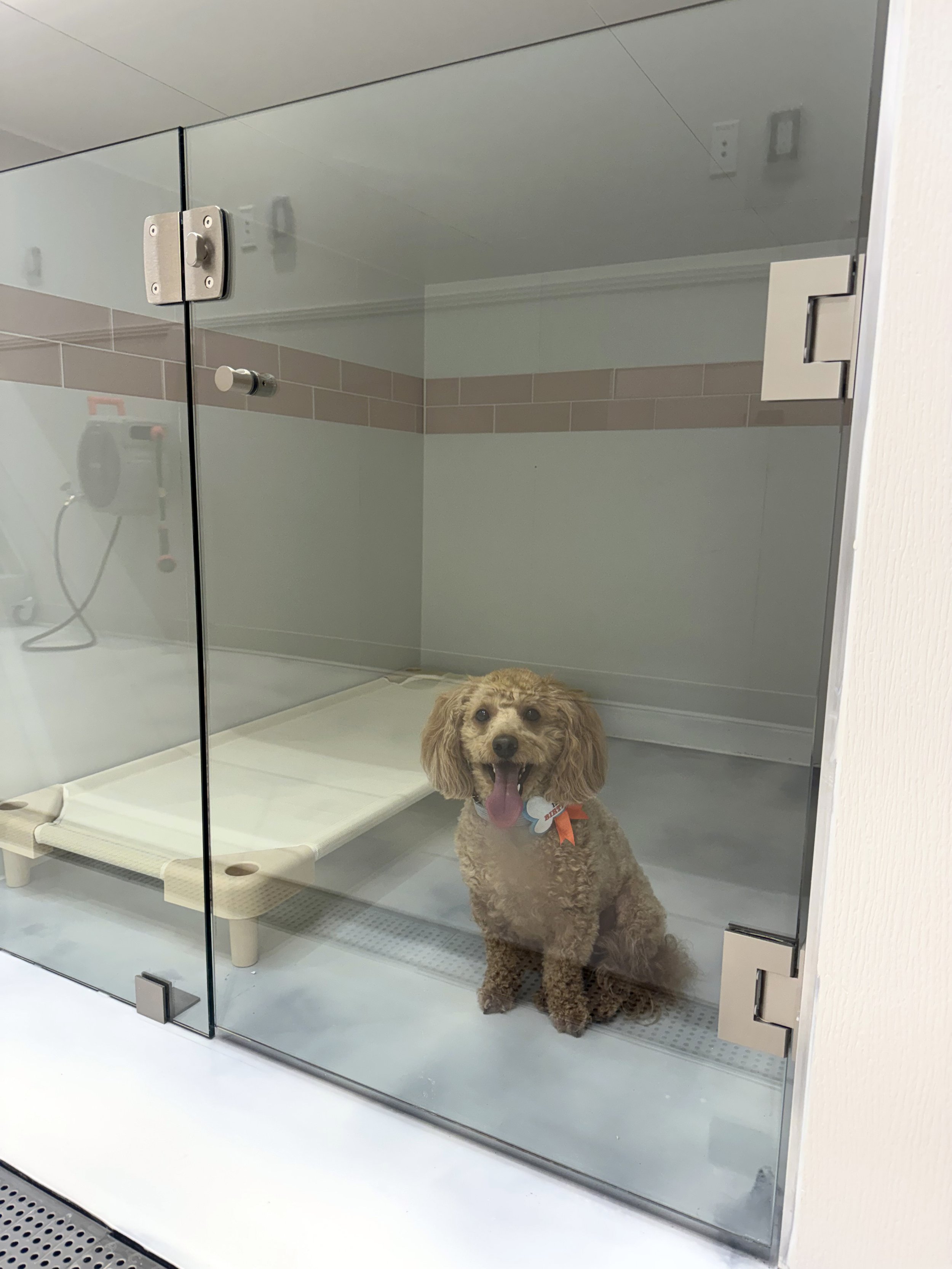 A happy small dog sitting inside a fancy glass and tiled enclosure, with a cheerful expression and tongue out, in a room with beige and white walls. A boarding suite in "A Place To Paws" Luxury Pet Boarding and Dog Daycare in Bluffton SC