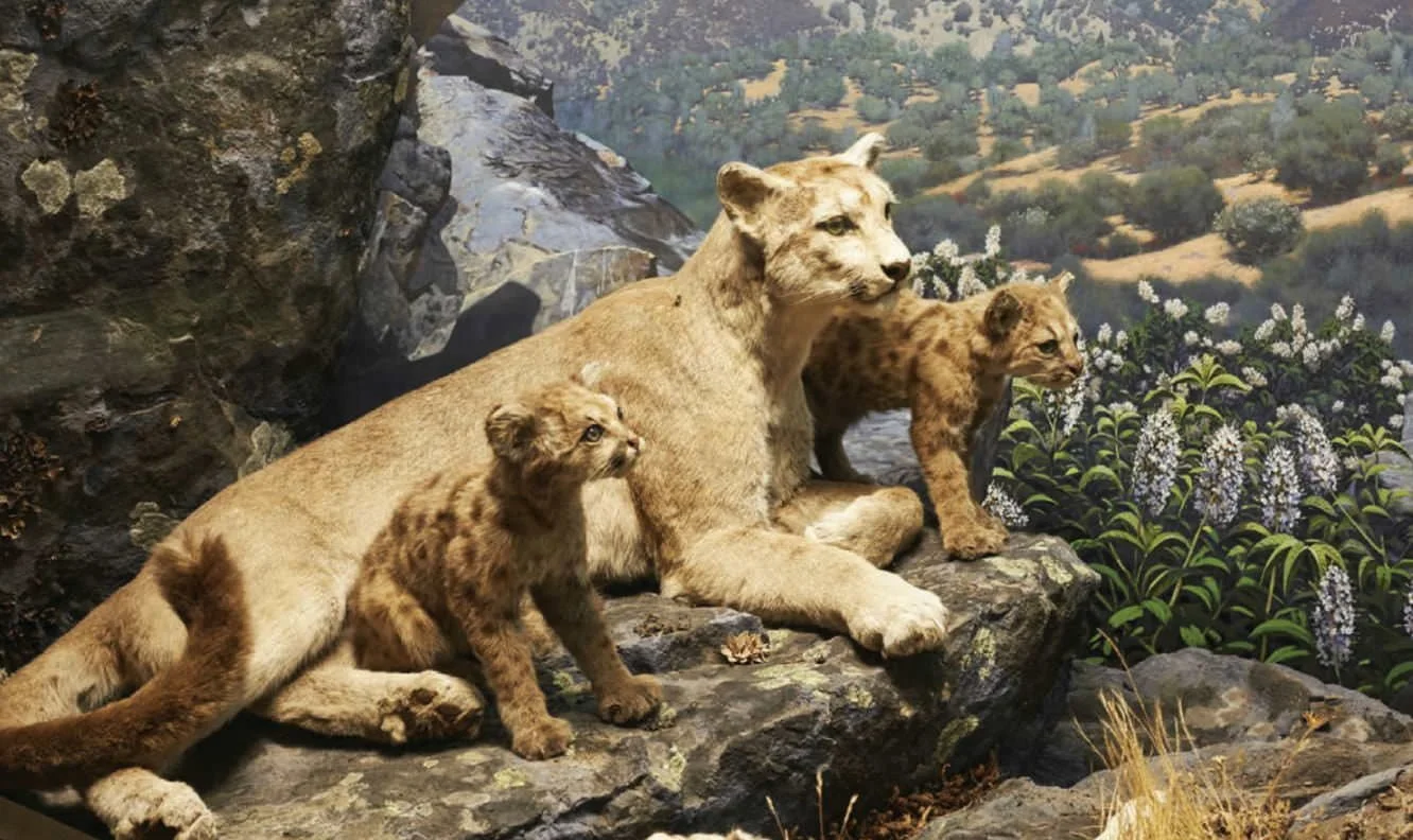 A mural of three mountain lions, one adult and two cubs, sitting on rocks with a scenic landscape background of hills and plants.