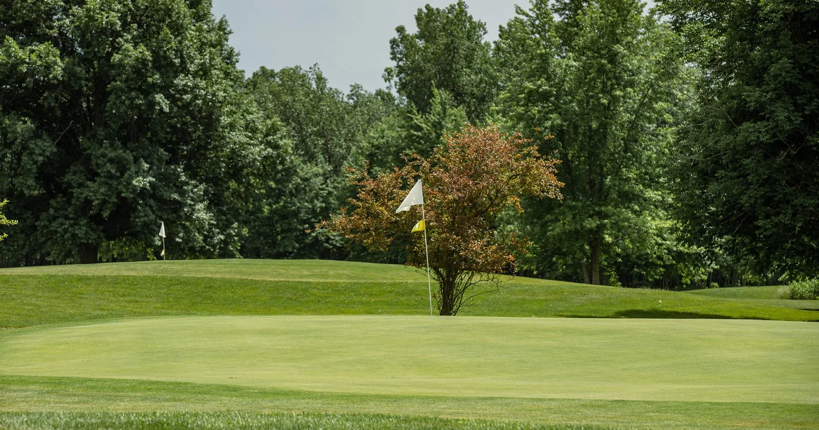 A golf course with a putting green, a flag on the hole, and trees in the background.