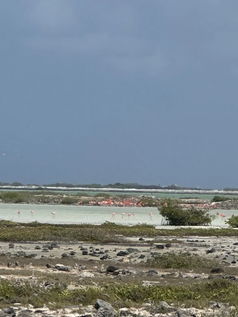 flamingos.jpg