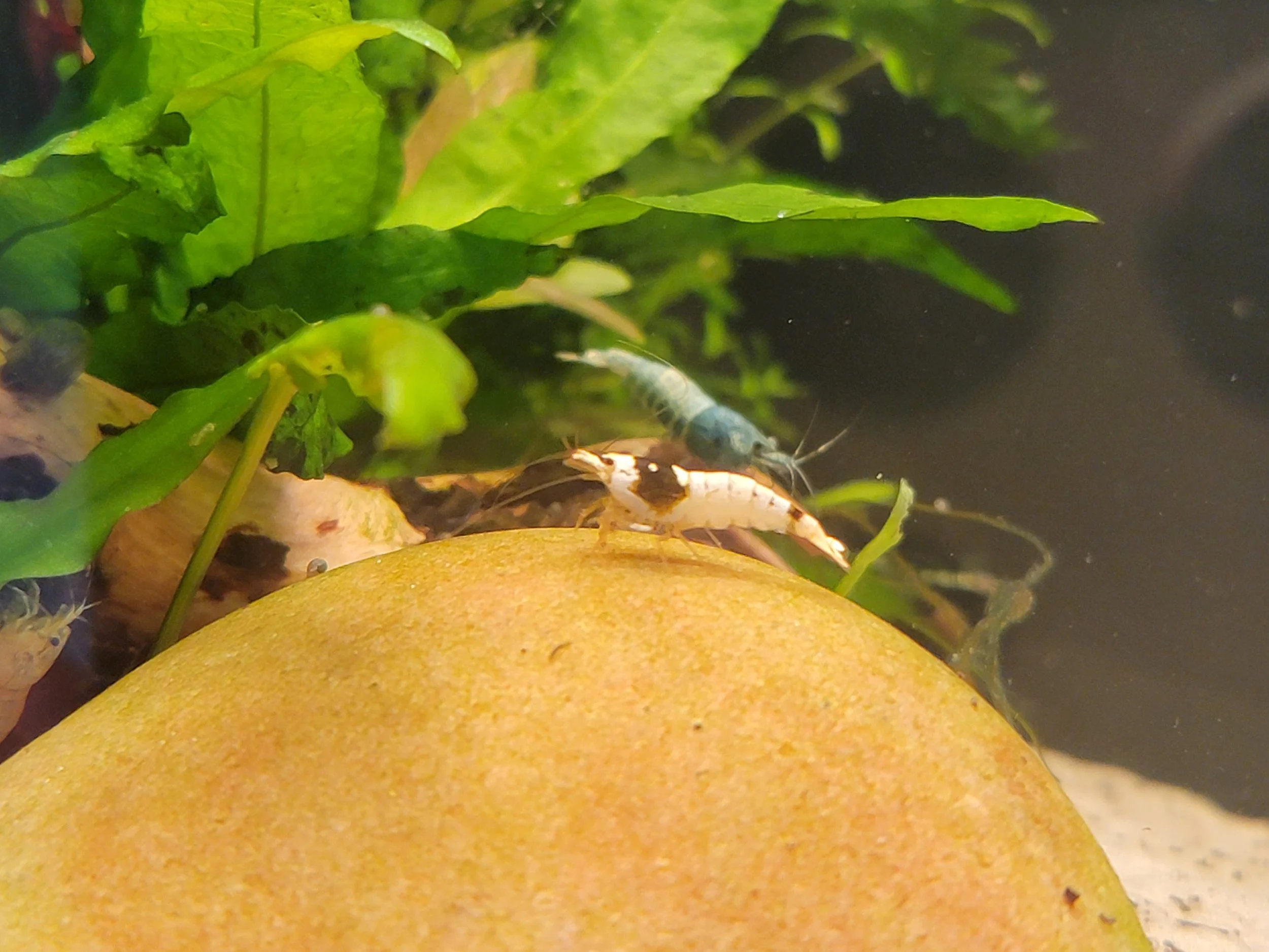 Crystal Black Shrimp