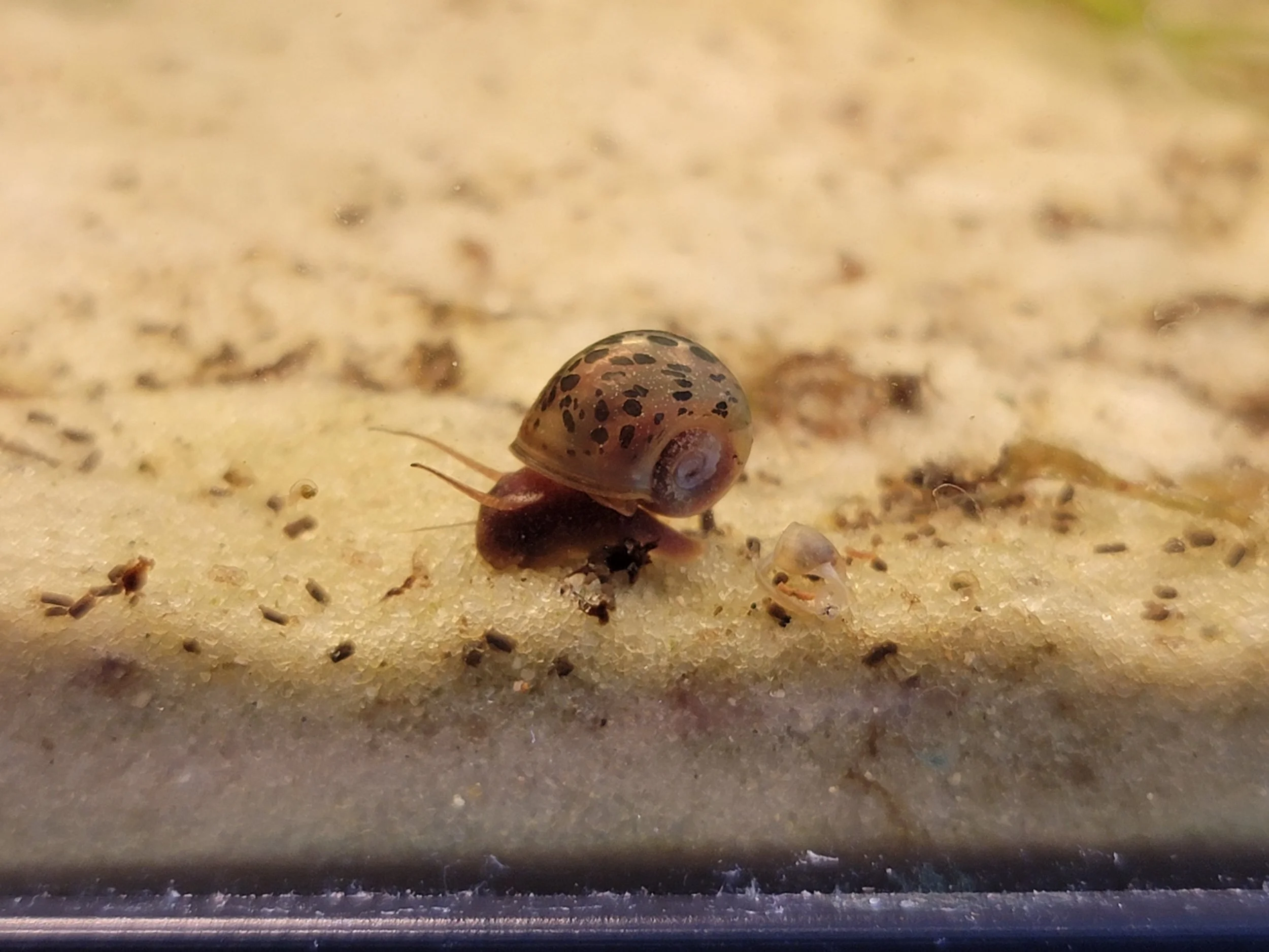 Ramshorn Snail
