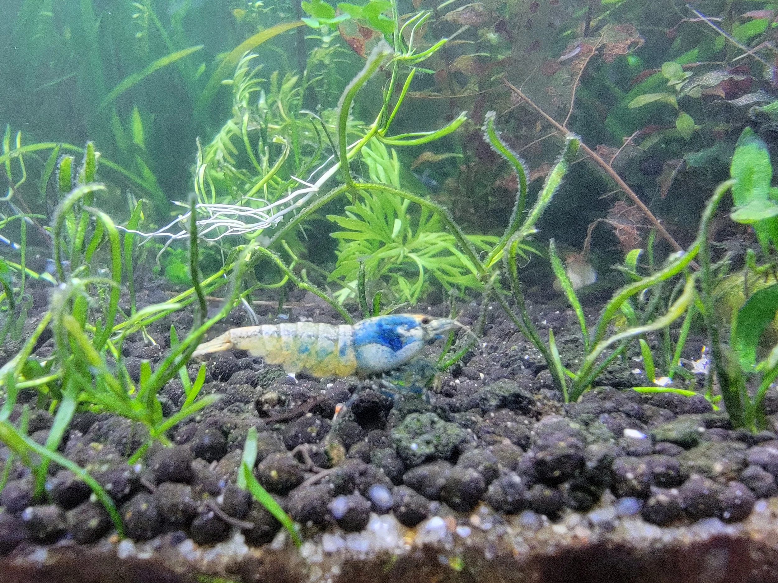 Blue Bolt Shrimp