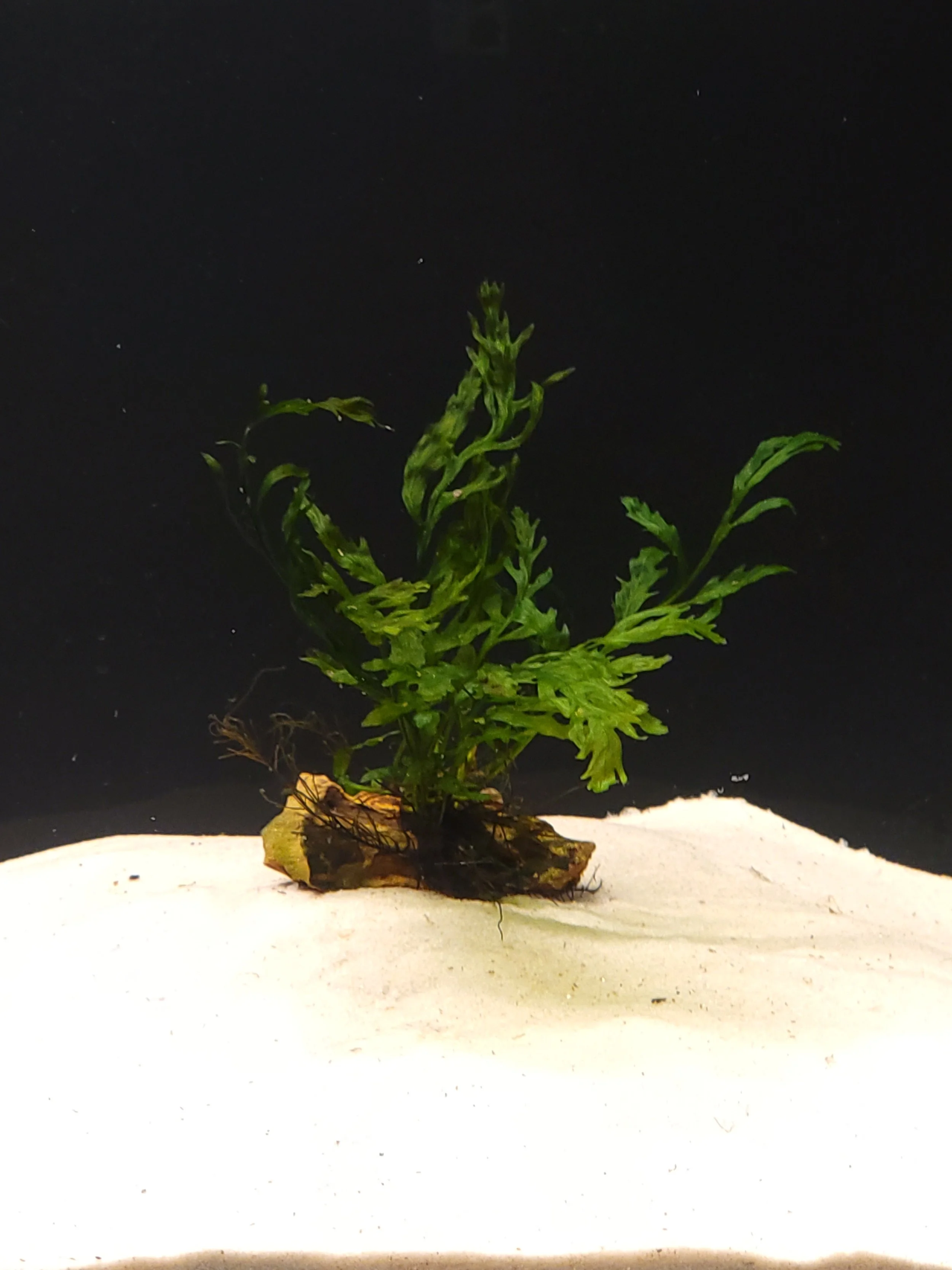 African Bolbitis on Dragonstone
