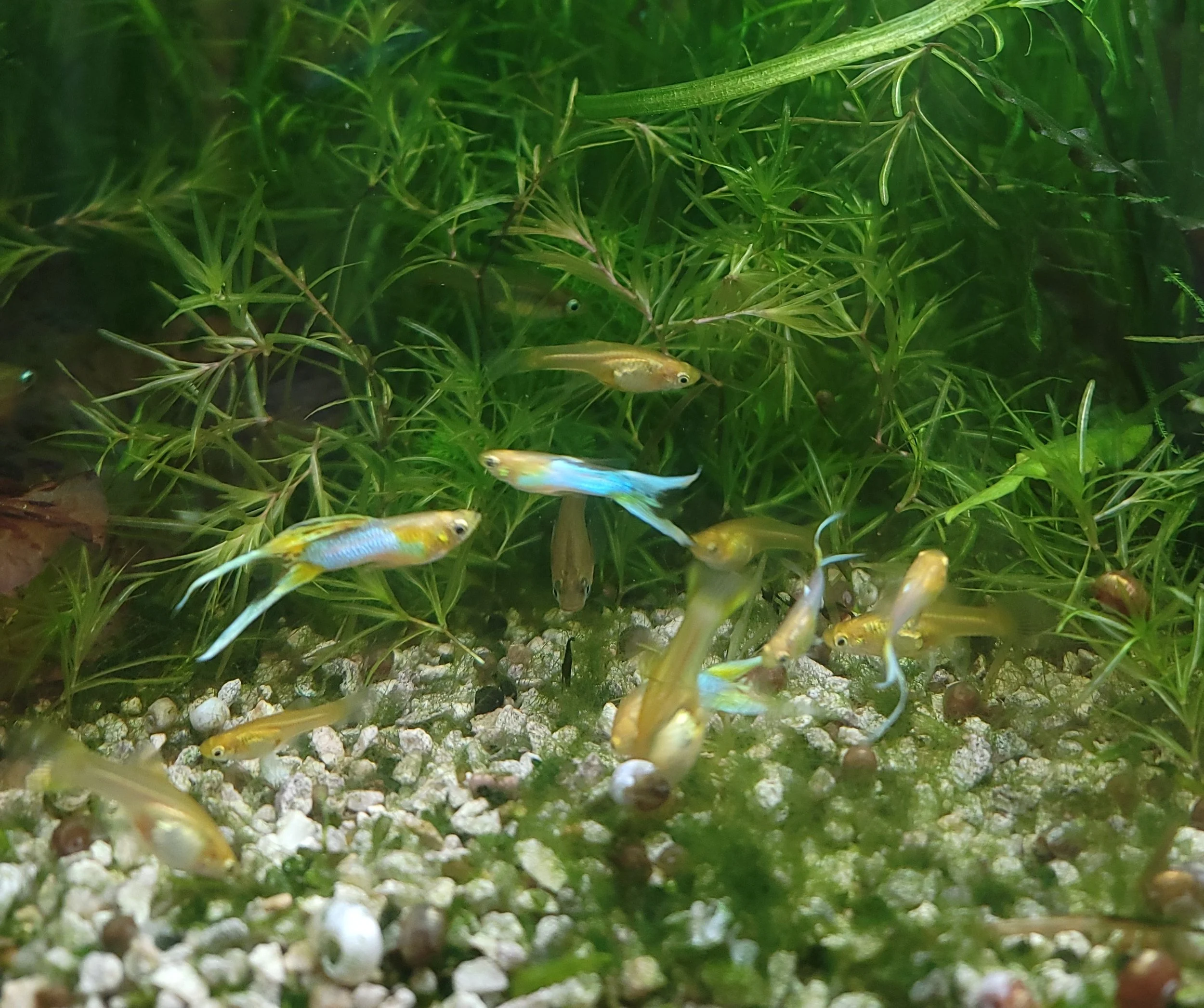 Japan Blue-Gold Double Sword Guppy Pair