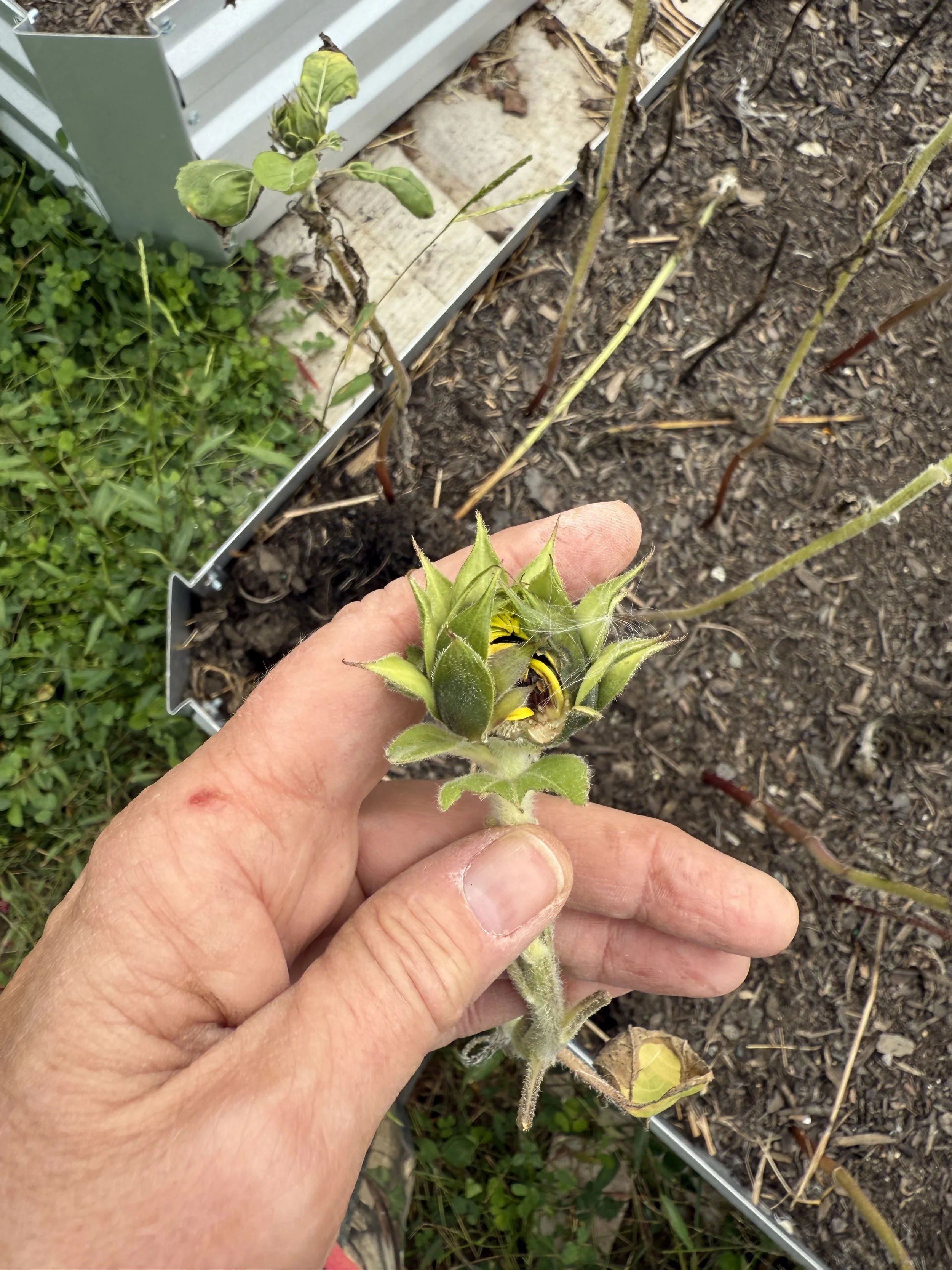 Imperfect Beginnings