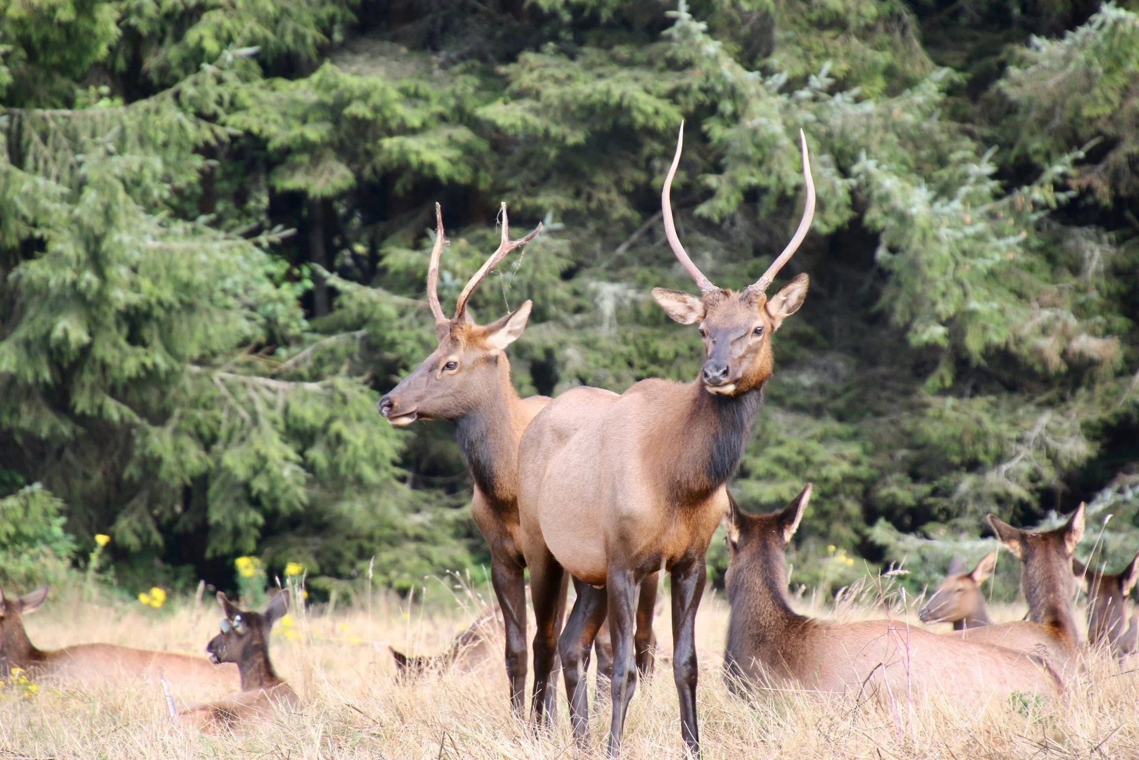 06-Roosevelt elk chillaxing in a sunny meadow-min.jpeg