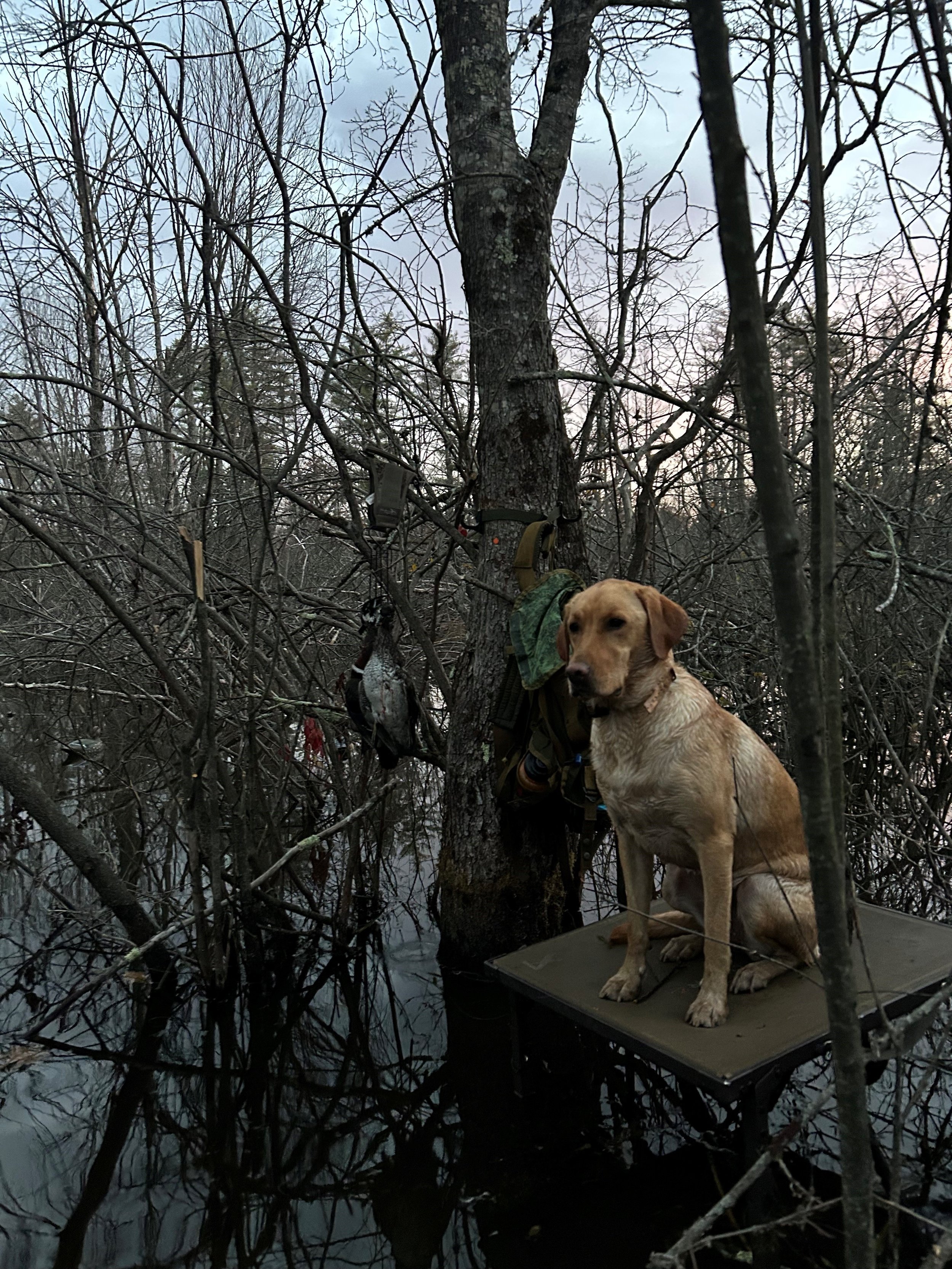 maple alps marsh stand timber.jpg