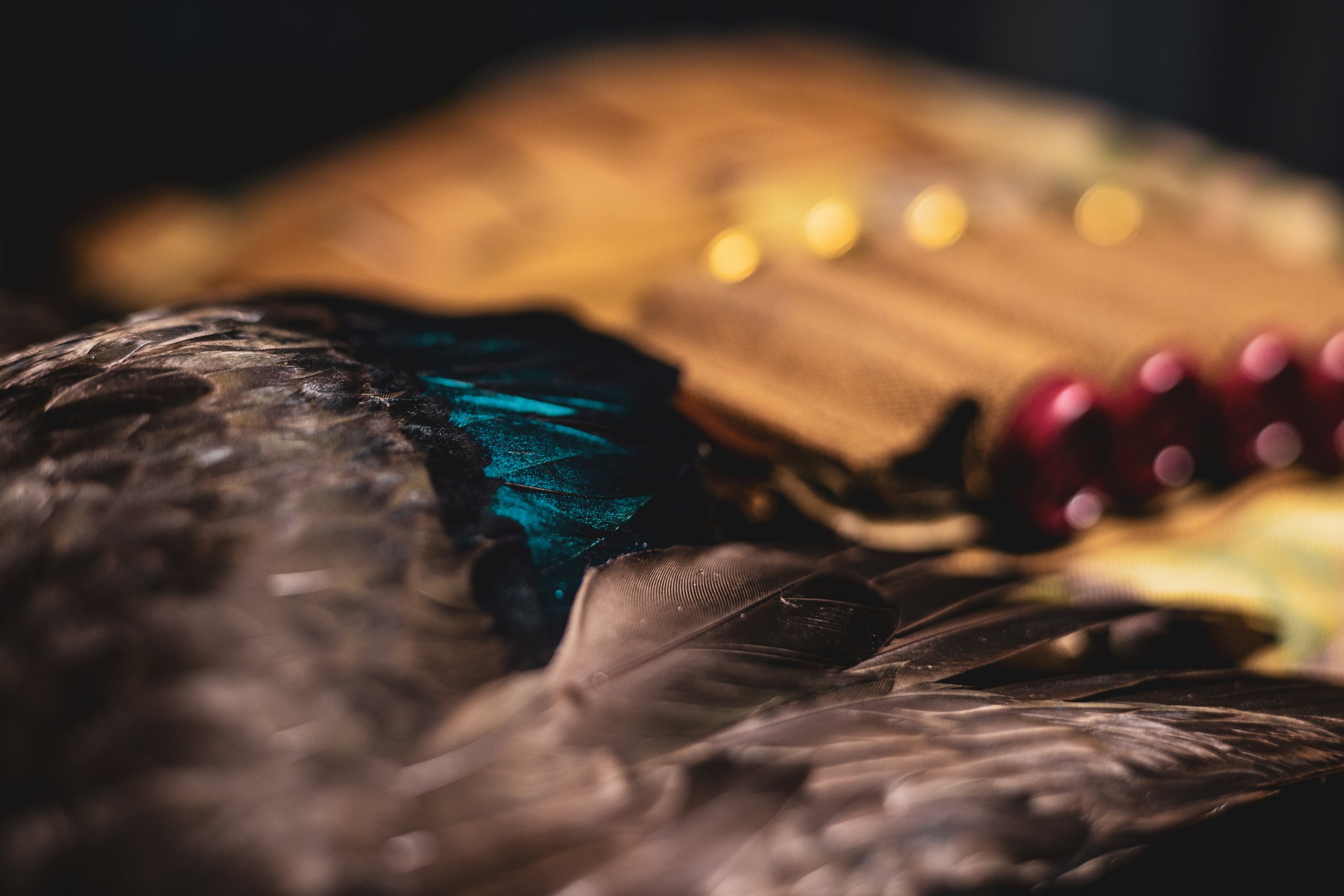 feathers and shells.jpg