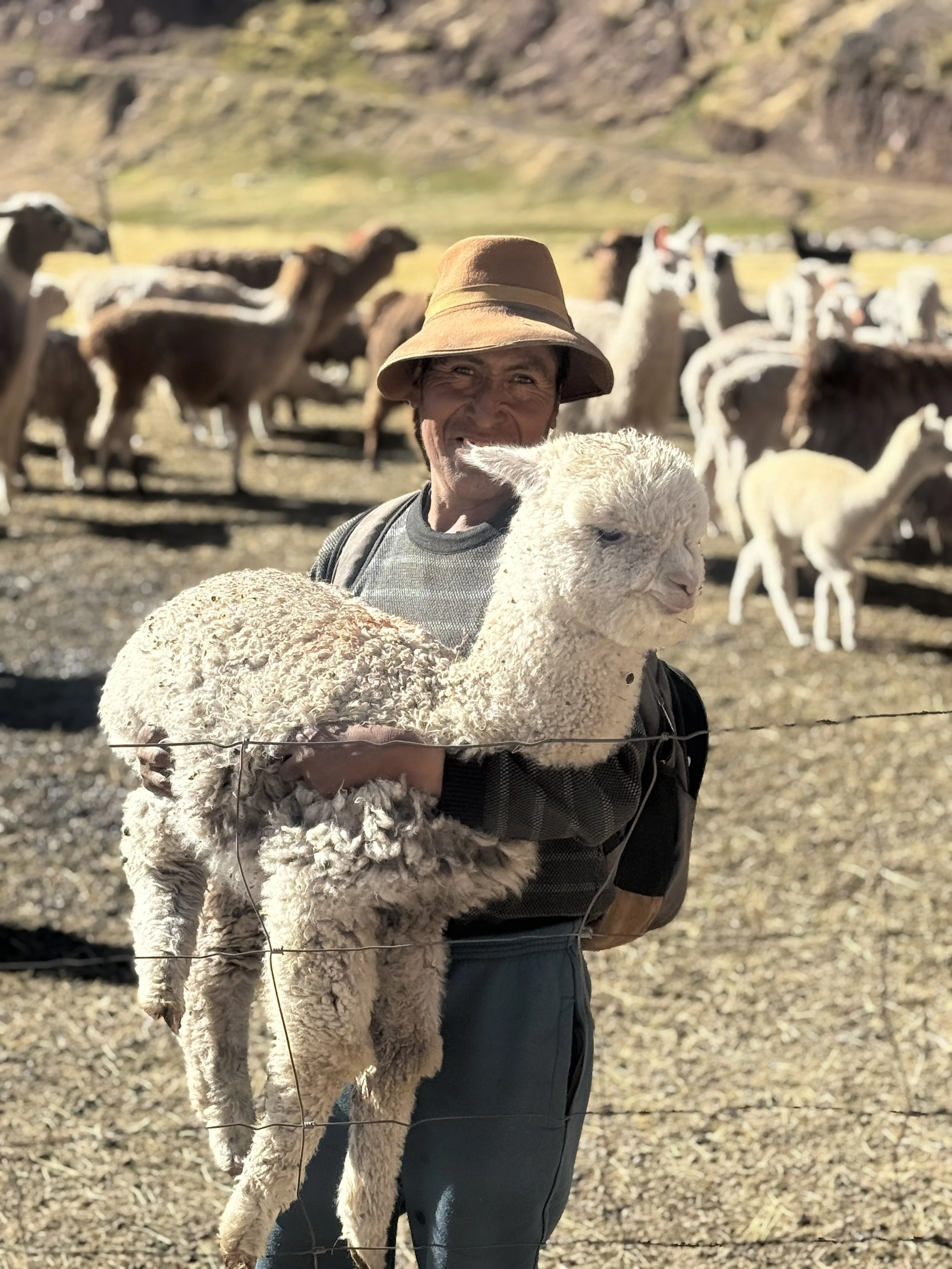 cargando-llama-cusco-peru-2025.jpg