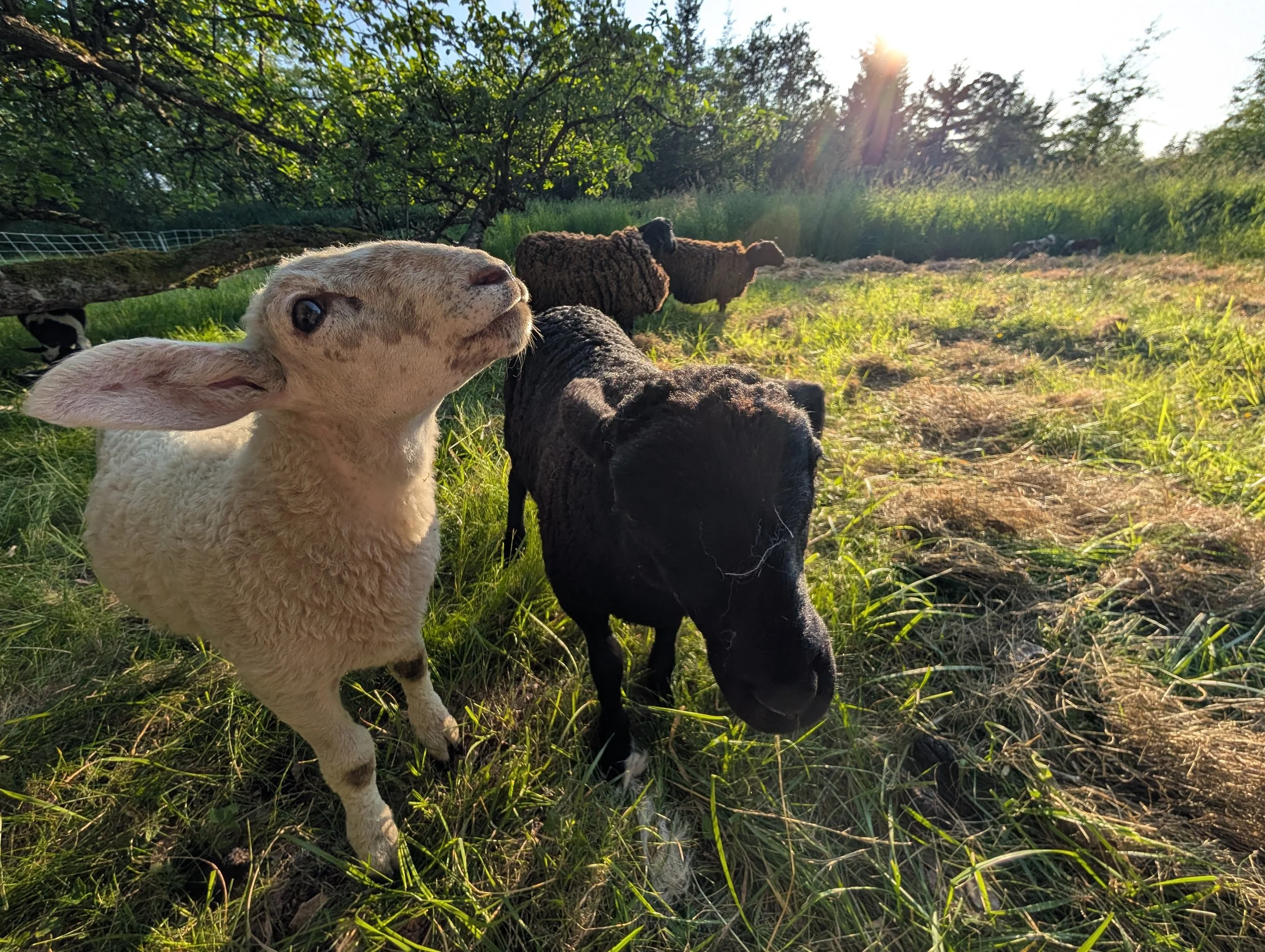 2 sheep in the grass