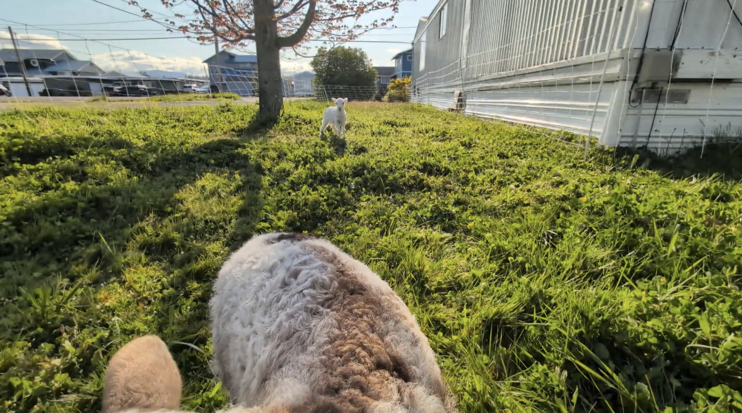 Grass after sheep eat pic