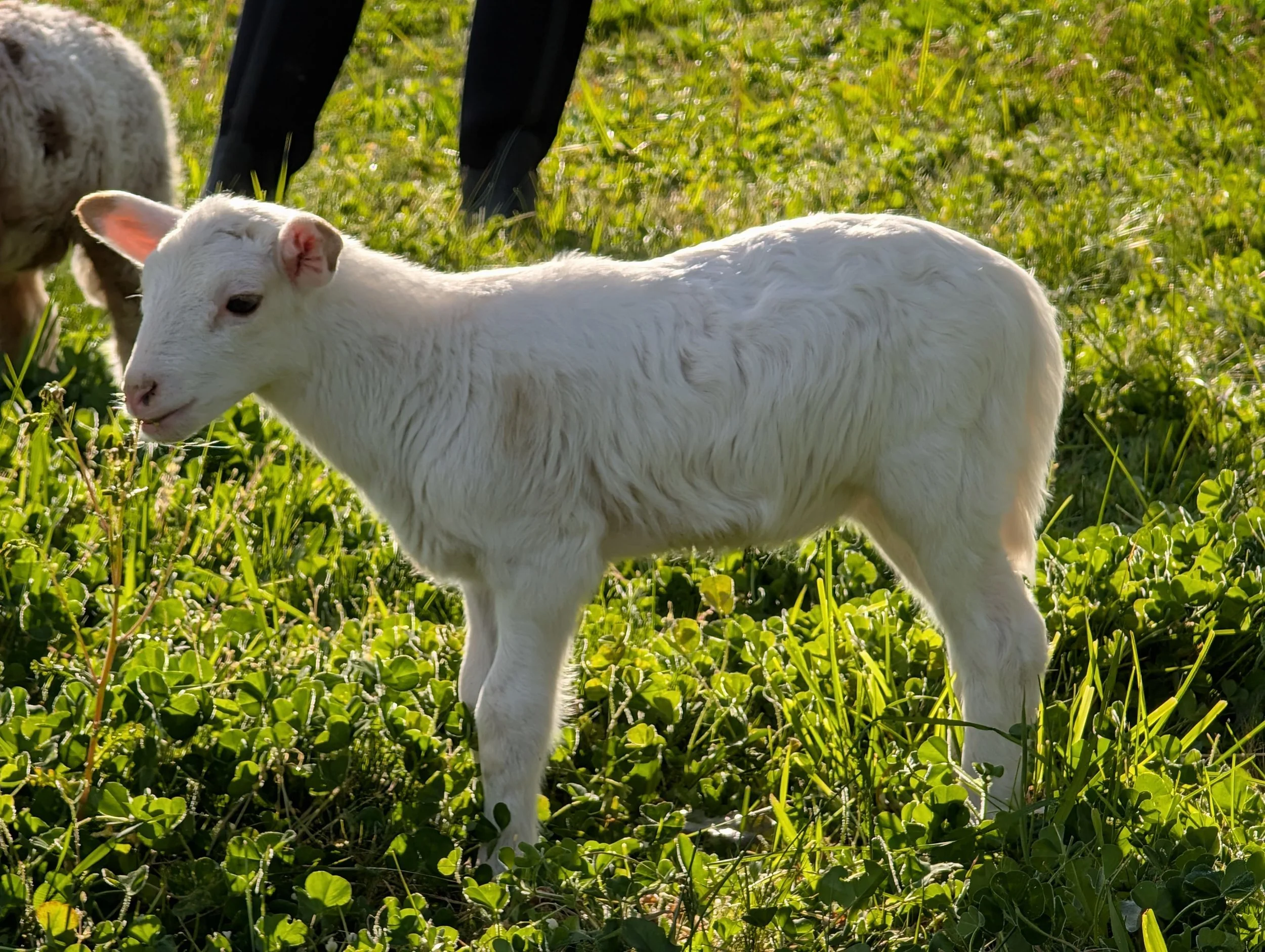 lamb in the grass
