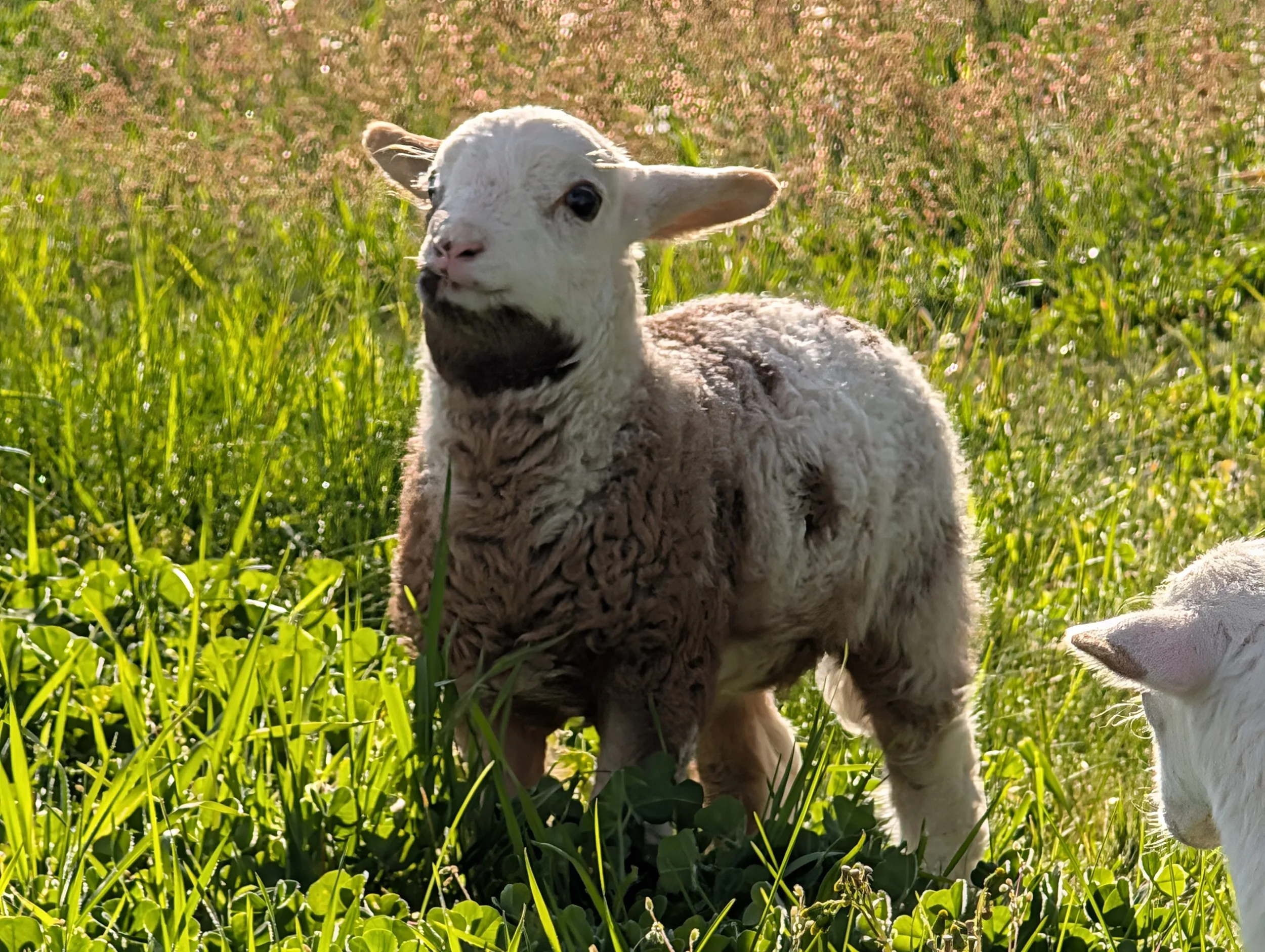 lamb in the grass