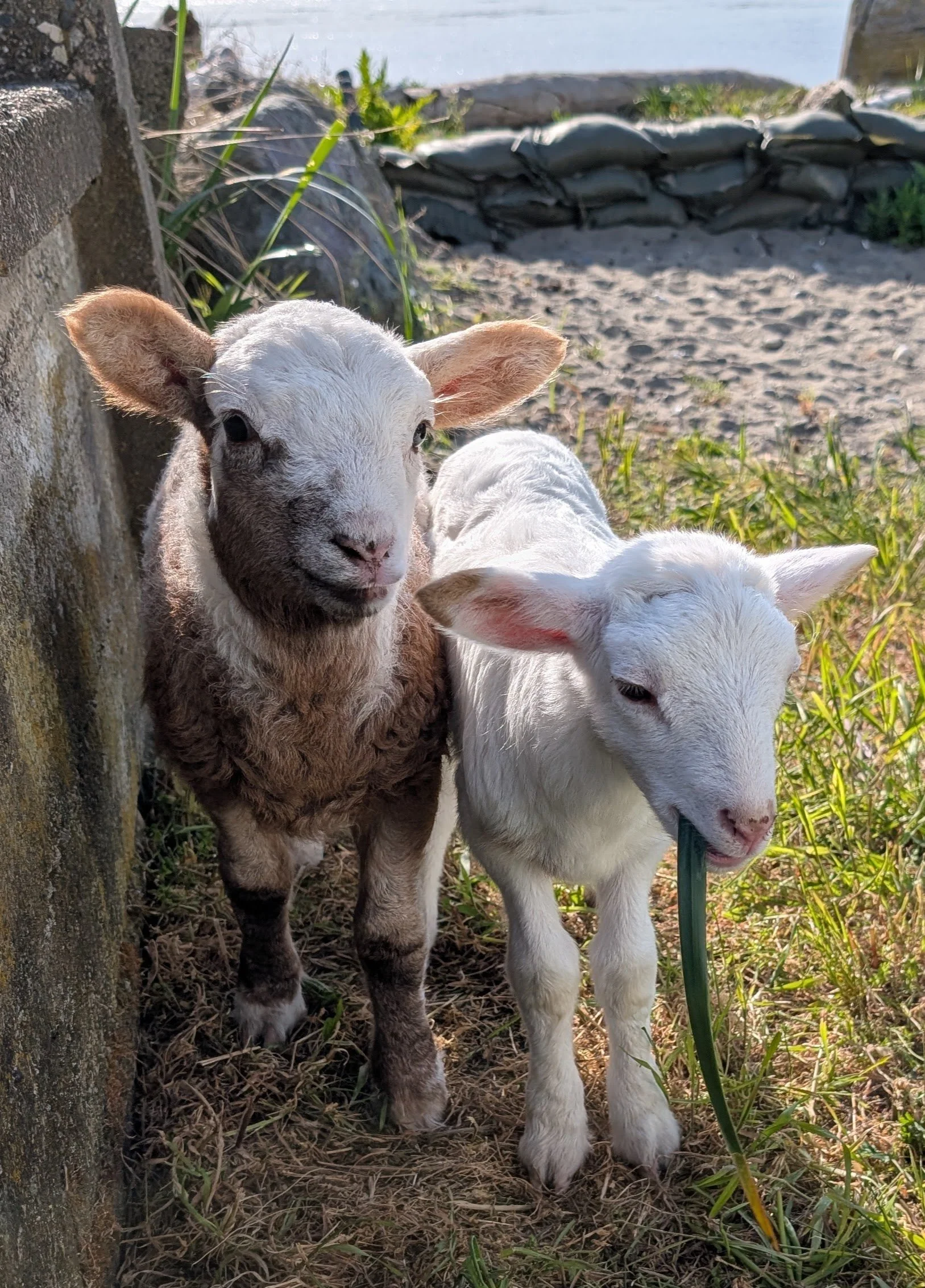 two baby lambs standing in a yard