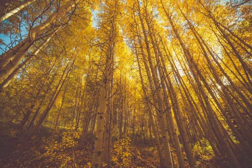 Bosque de árboles de abedul con hojas amarillas en otoño, vista desde abajo.