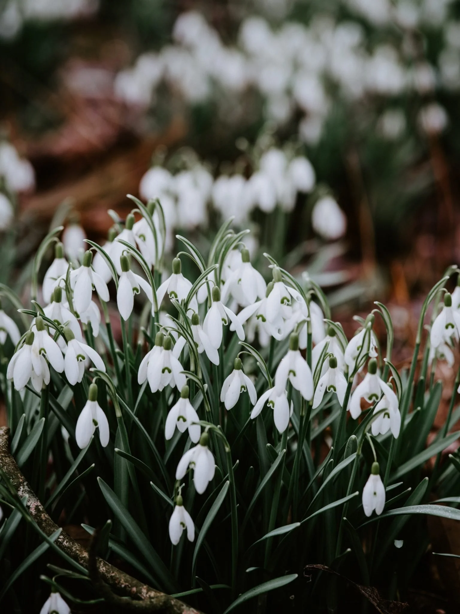 CÓMO DESARROLLAR RESILIENCIA PARA LIDIAR CON LOS ALTIBAJOS