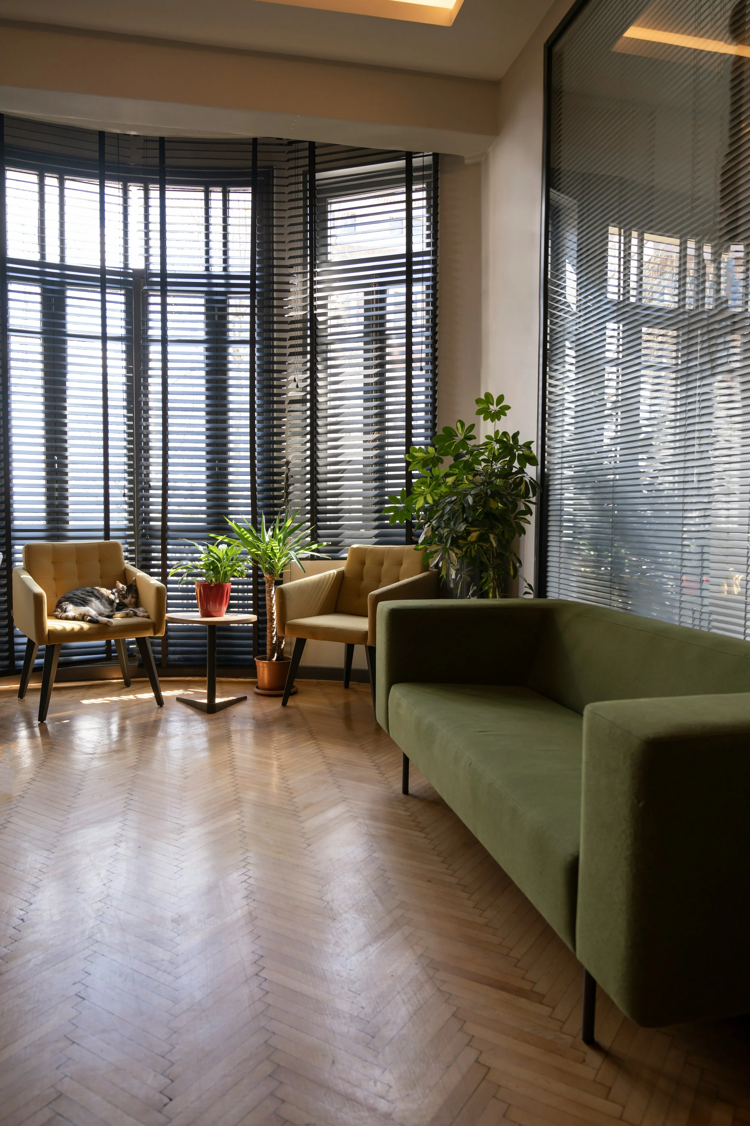 A modern interior room with large windows covered by horizontal blinds, a green sofa, beige armchairs, a small table with potted plants, and a cat sleeping on one of the armchairs.