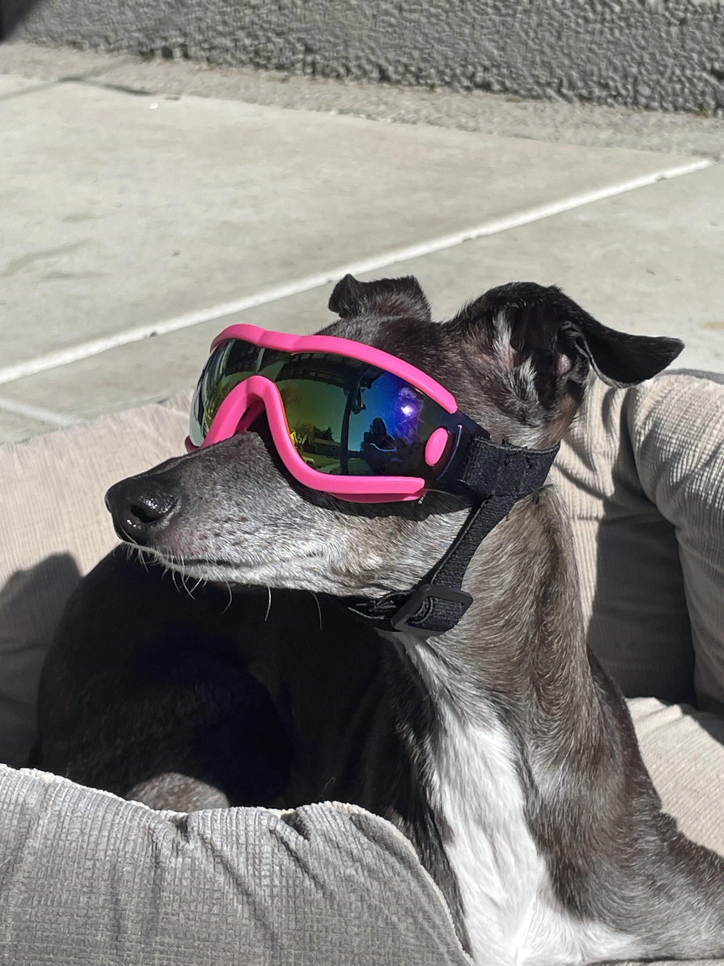 Mini-Guides, Workbooks, & Observation Journals