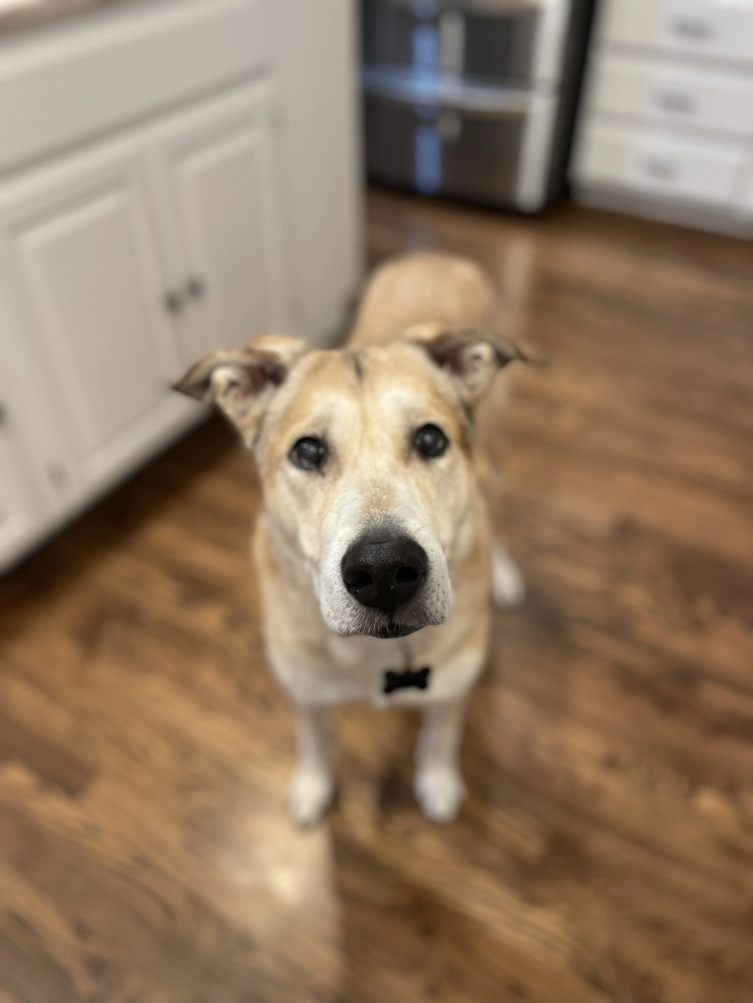 Guardian–Veterinarian Liaison Training