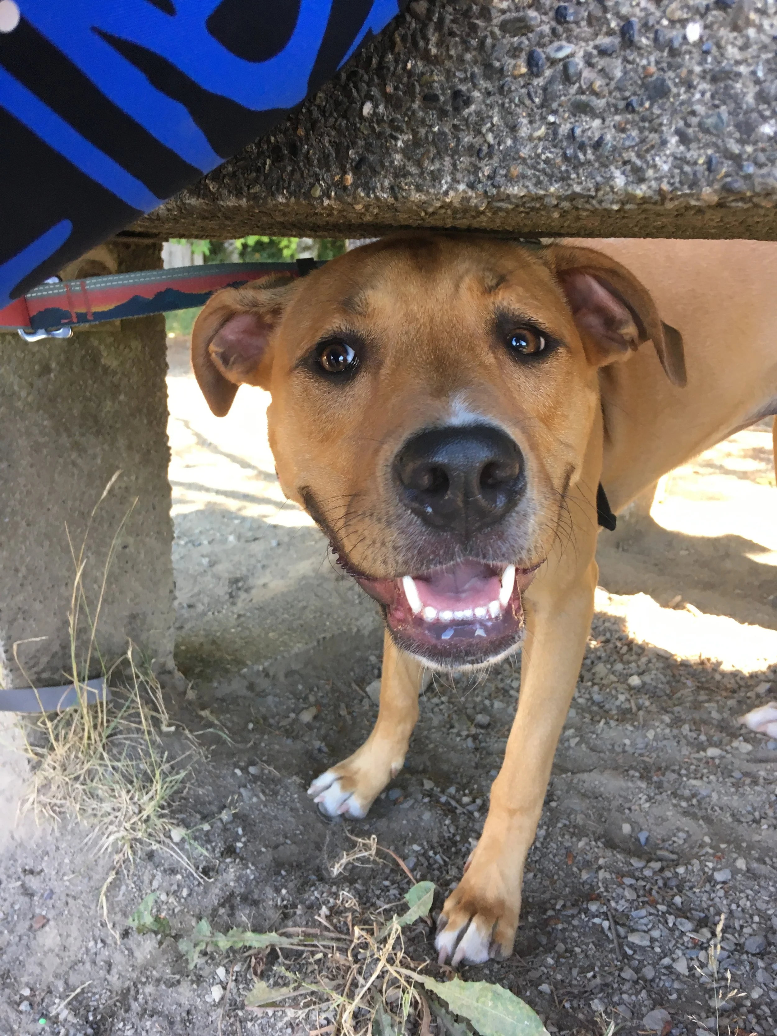 Real-Time Observation & Response Coaching