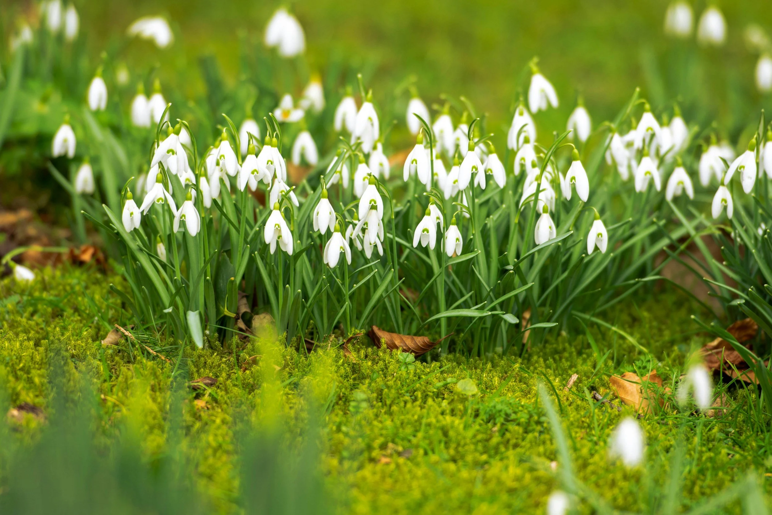 What is Imbolc? This video provides a good overview of the ancient folklore behind this celebration that marks the start of Spring.