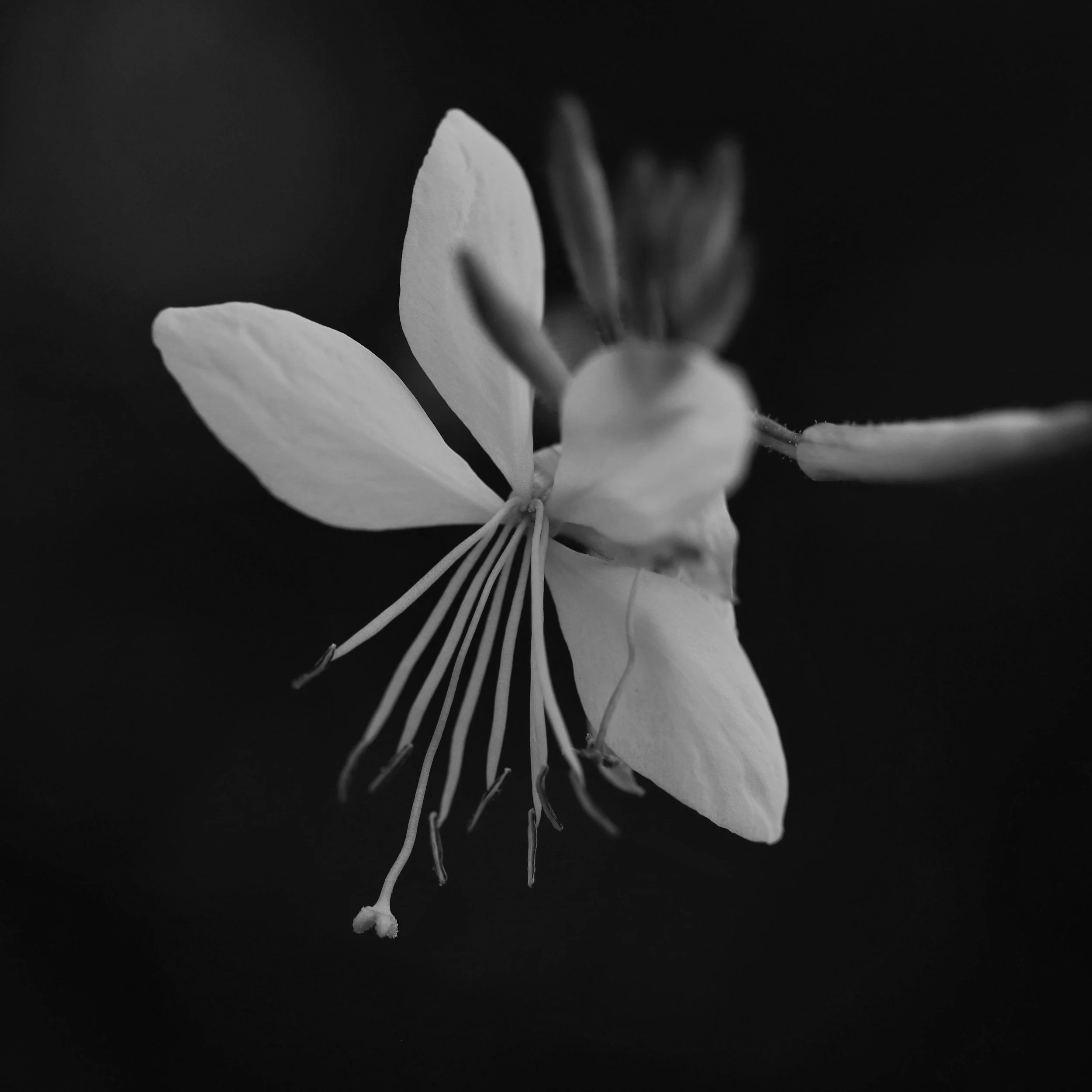 Grief Tending in Community is a growing group of people wanting to spread practices for welcoming grief in spaces which are courageous, beautiful and caring.