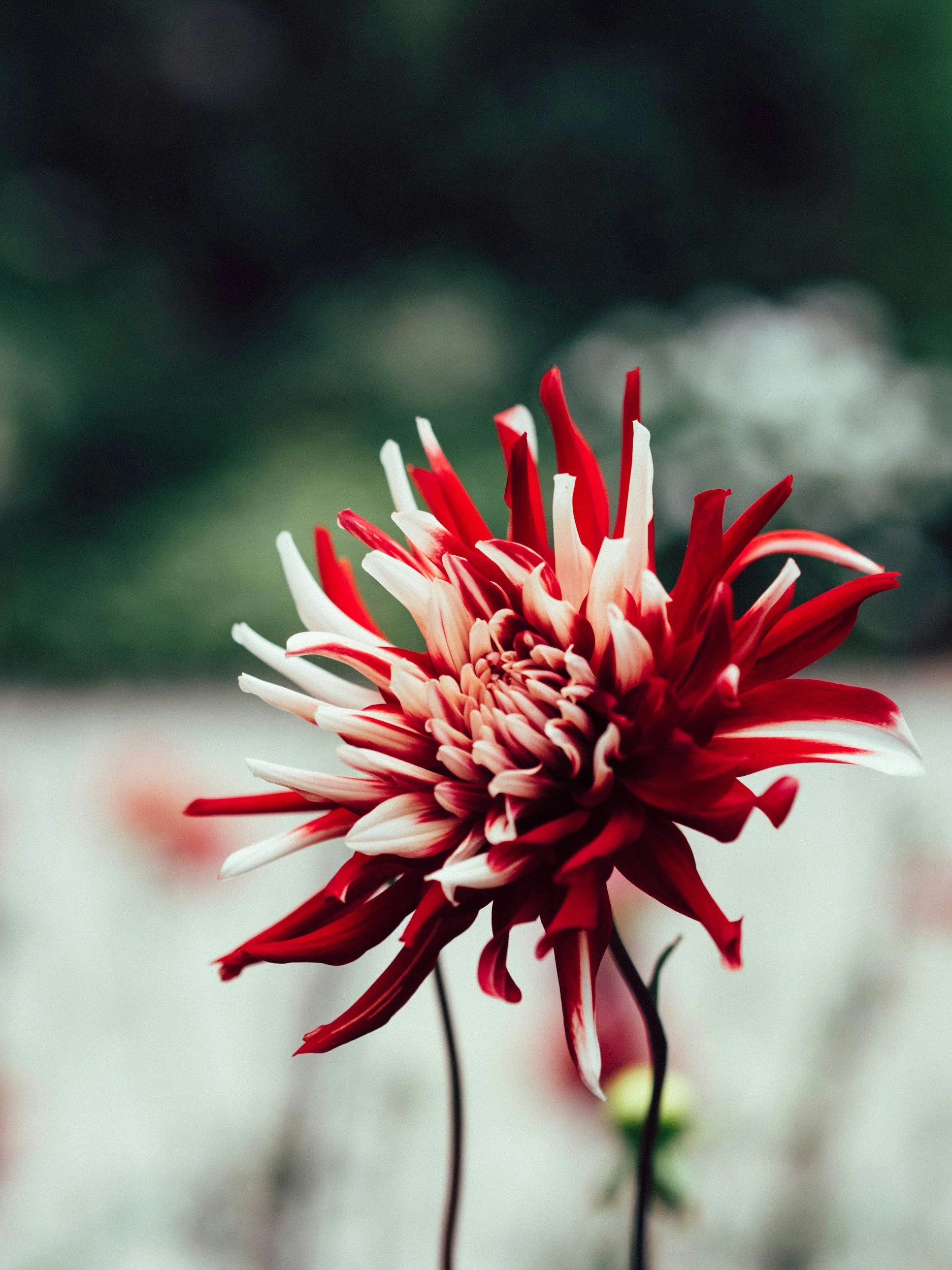 unsplash-image-L04xu6FLyyE.jpg