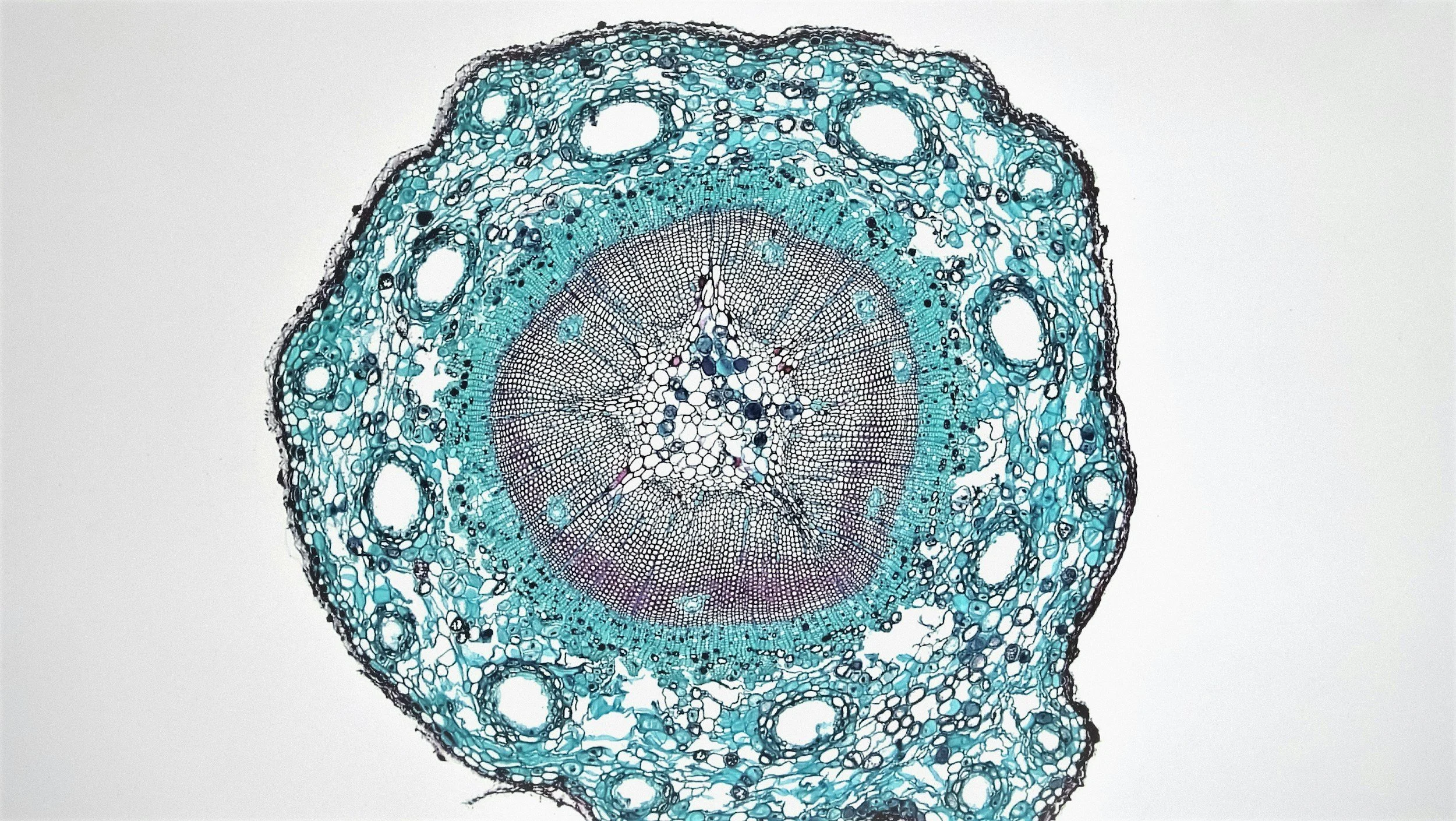 A detailed, colorful cross-section of a plant stem showing cellular structures, including vascular bundles, xylem, phloem, and cortex, with intricate patterns and a range of blue, purple, and black hues.