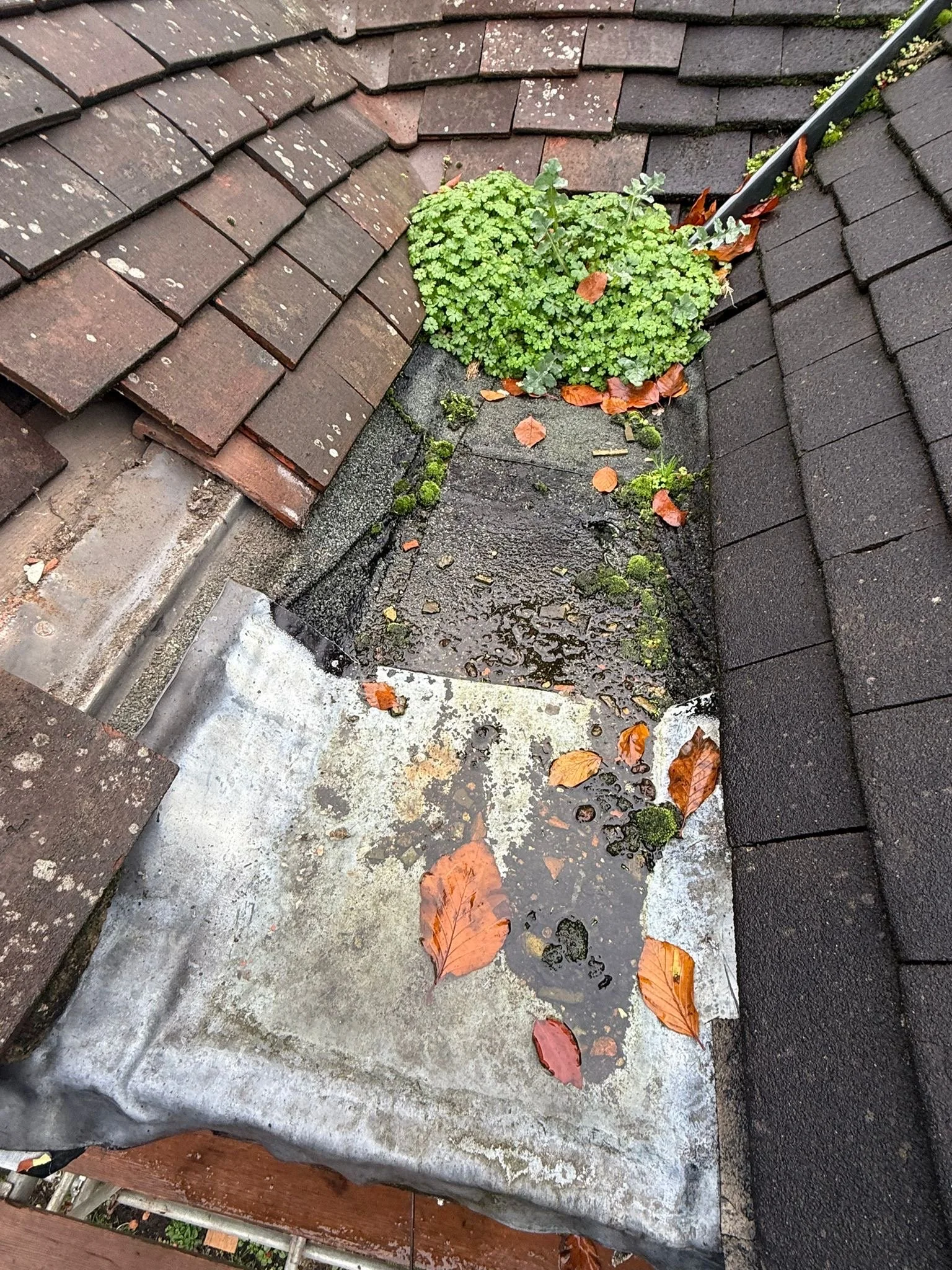 A rooftop chimney with moss and fallen autumn leaves, surrounded by shingles and a vine growing near the corner.