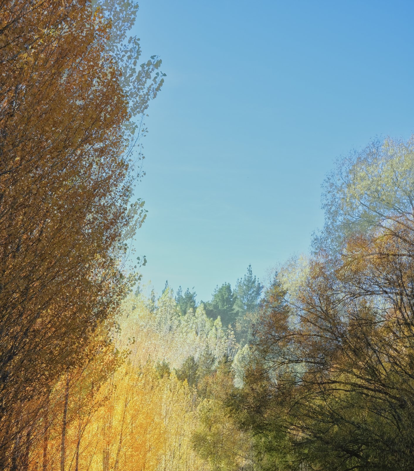 Poplars