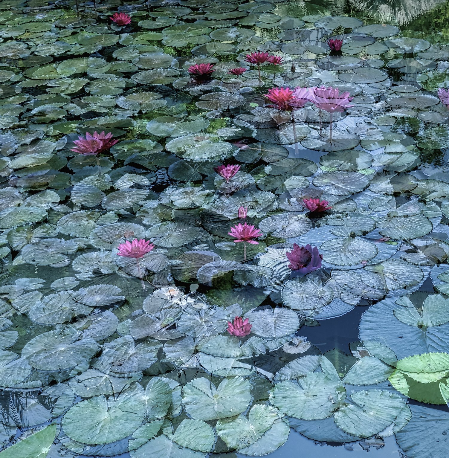 Lotus Pond 2