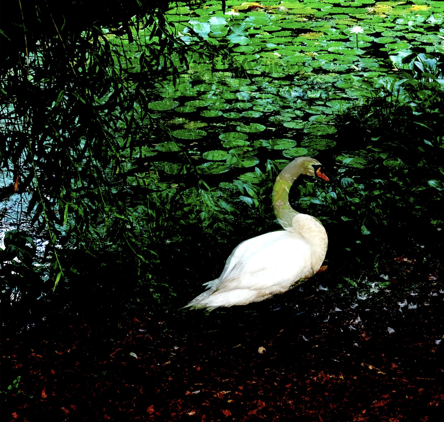 Swaninmotion