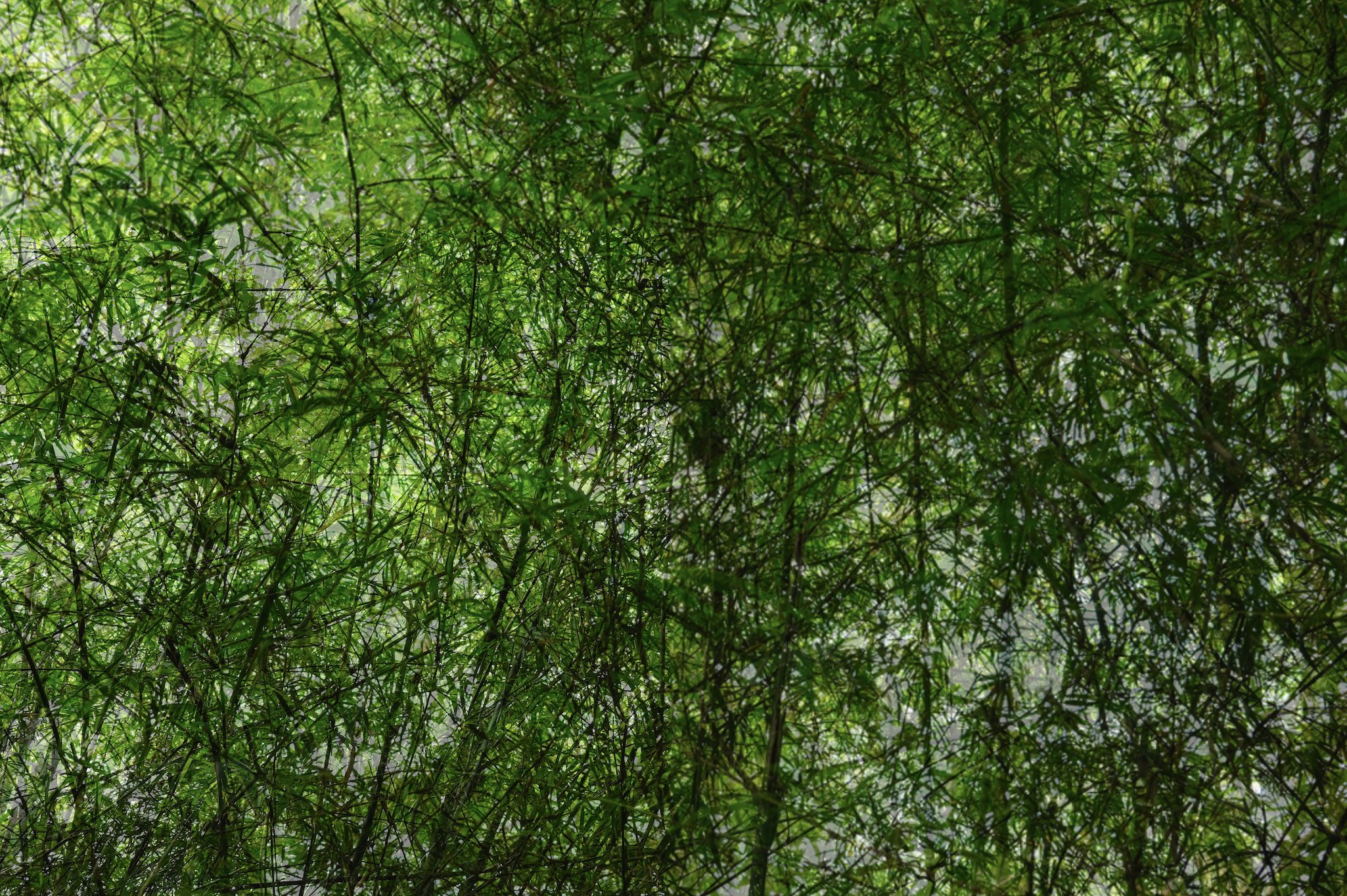 Bamboo Forest