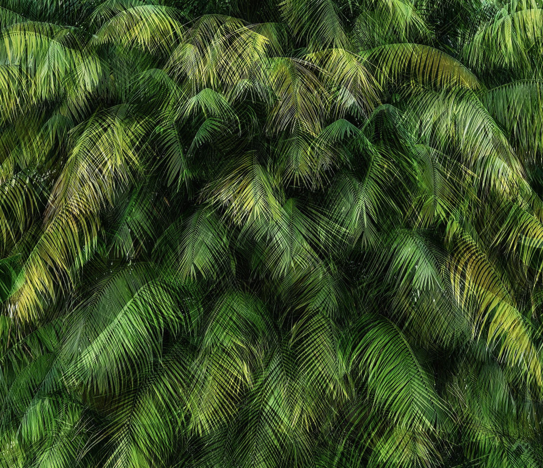 Palm Fence