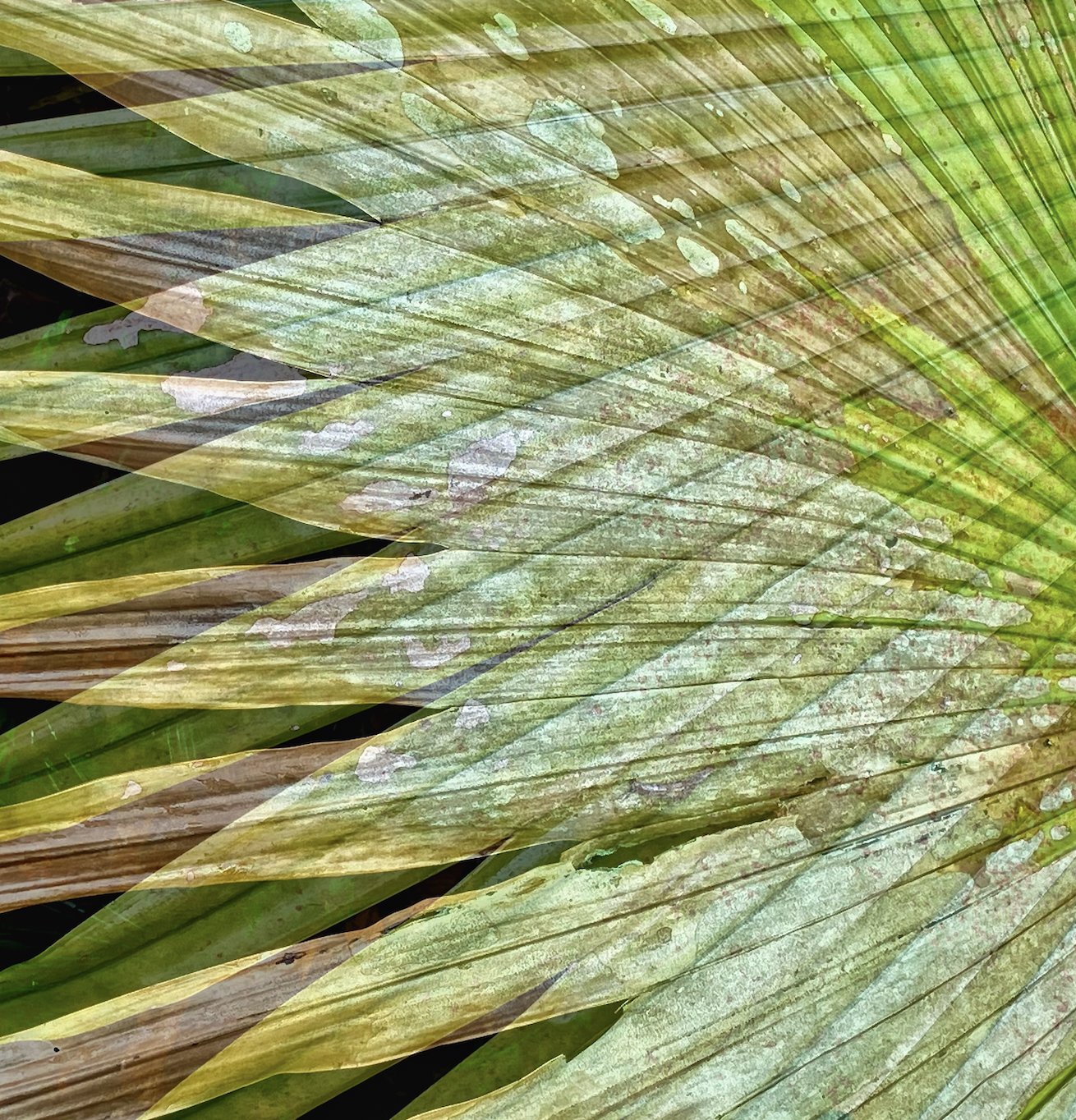 Several Palms