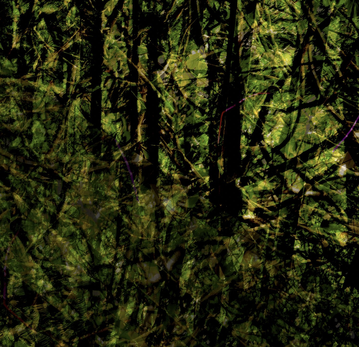 Bamboo Thicket