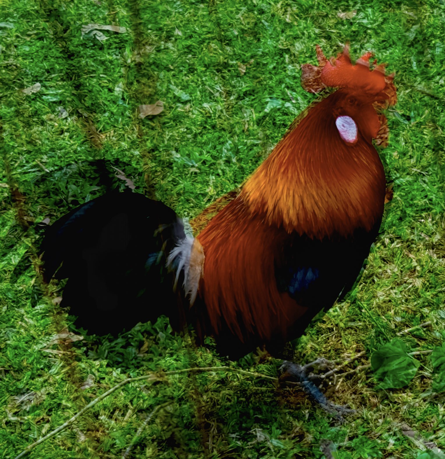 SBG Coq