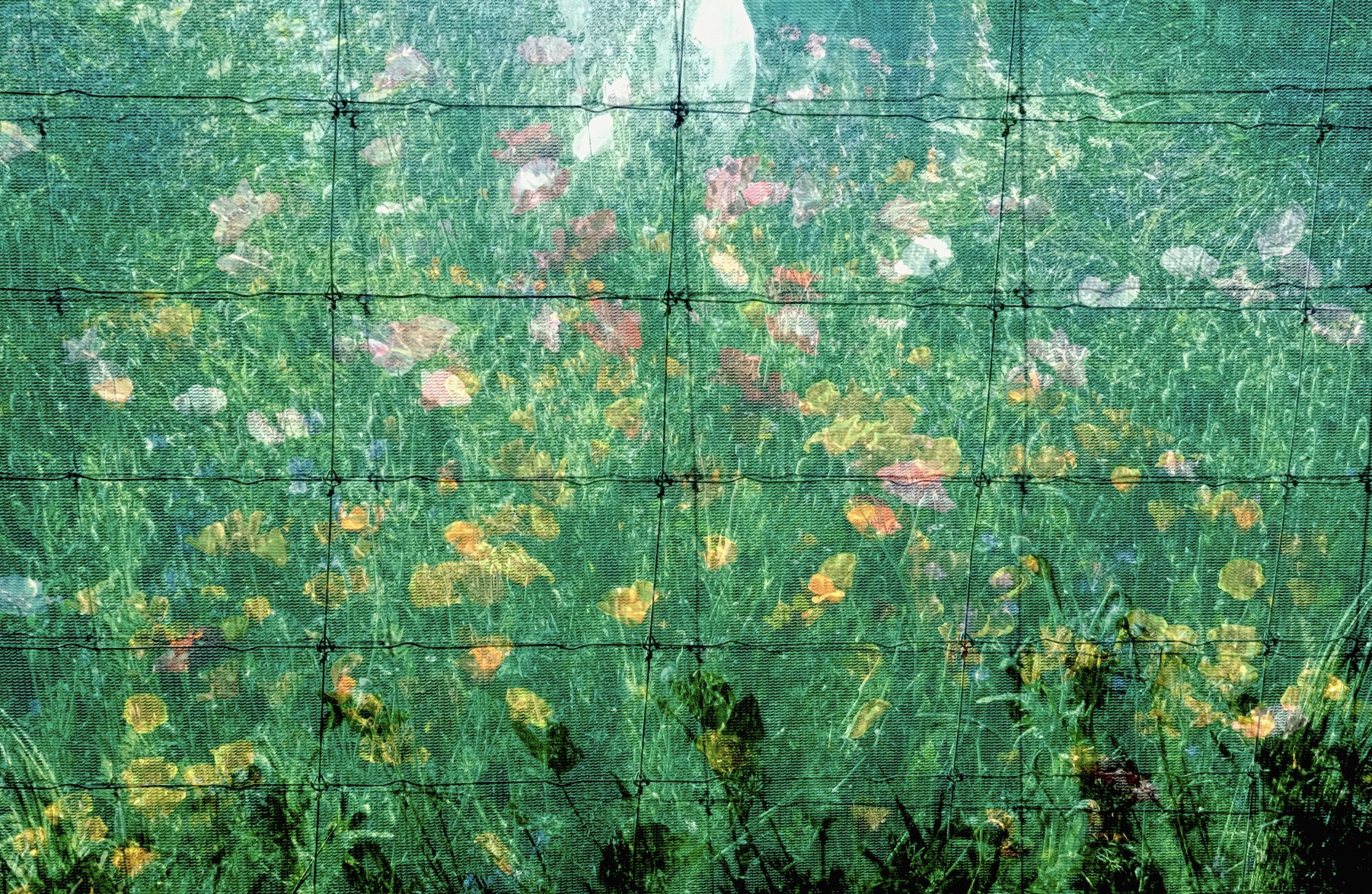 Wildflower Patch