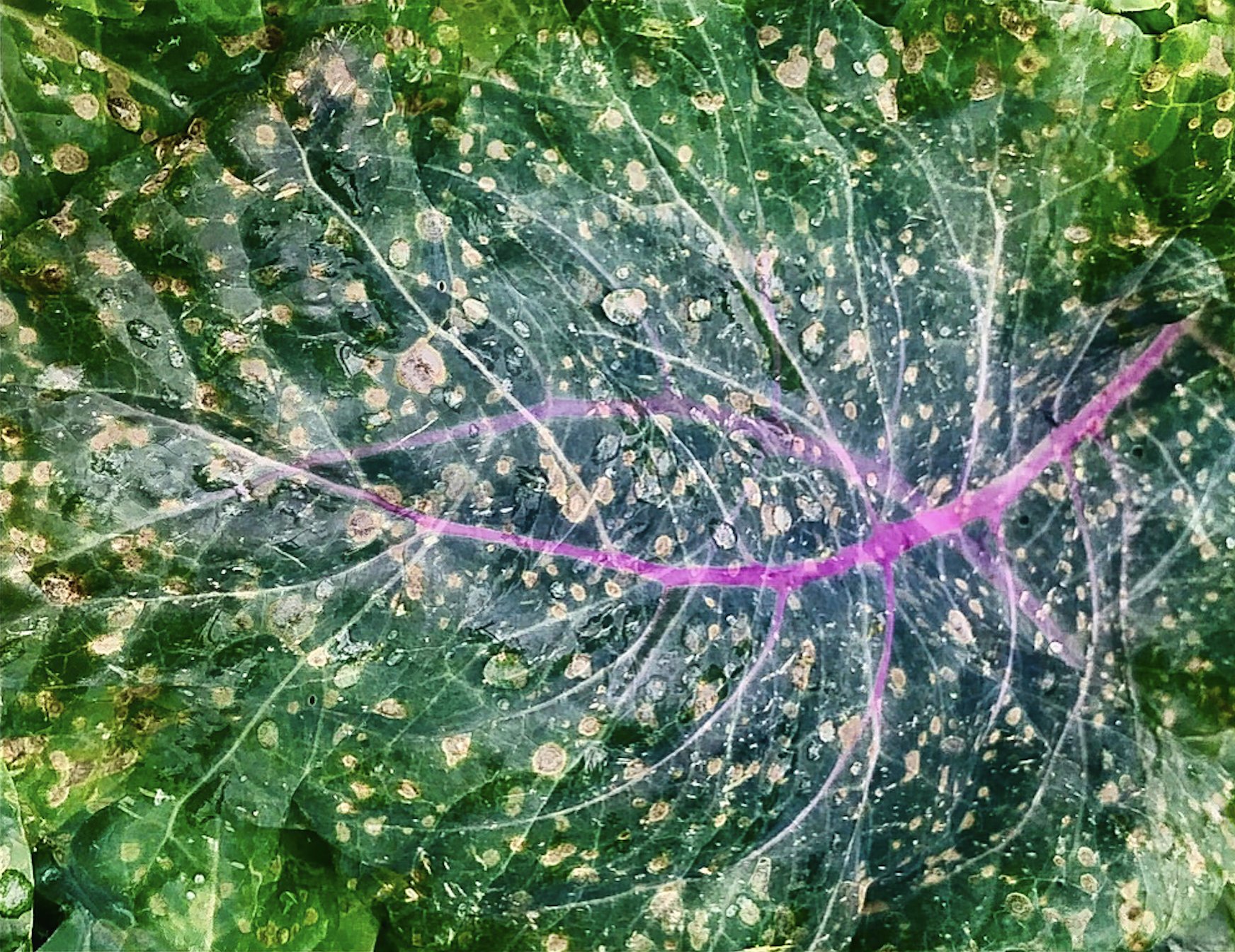 Kale