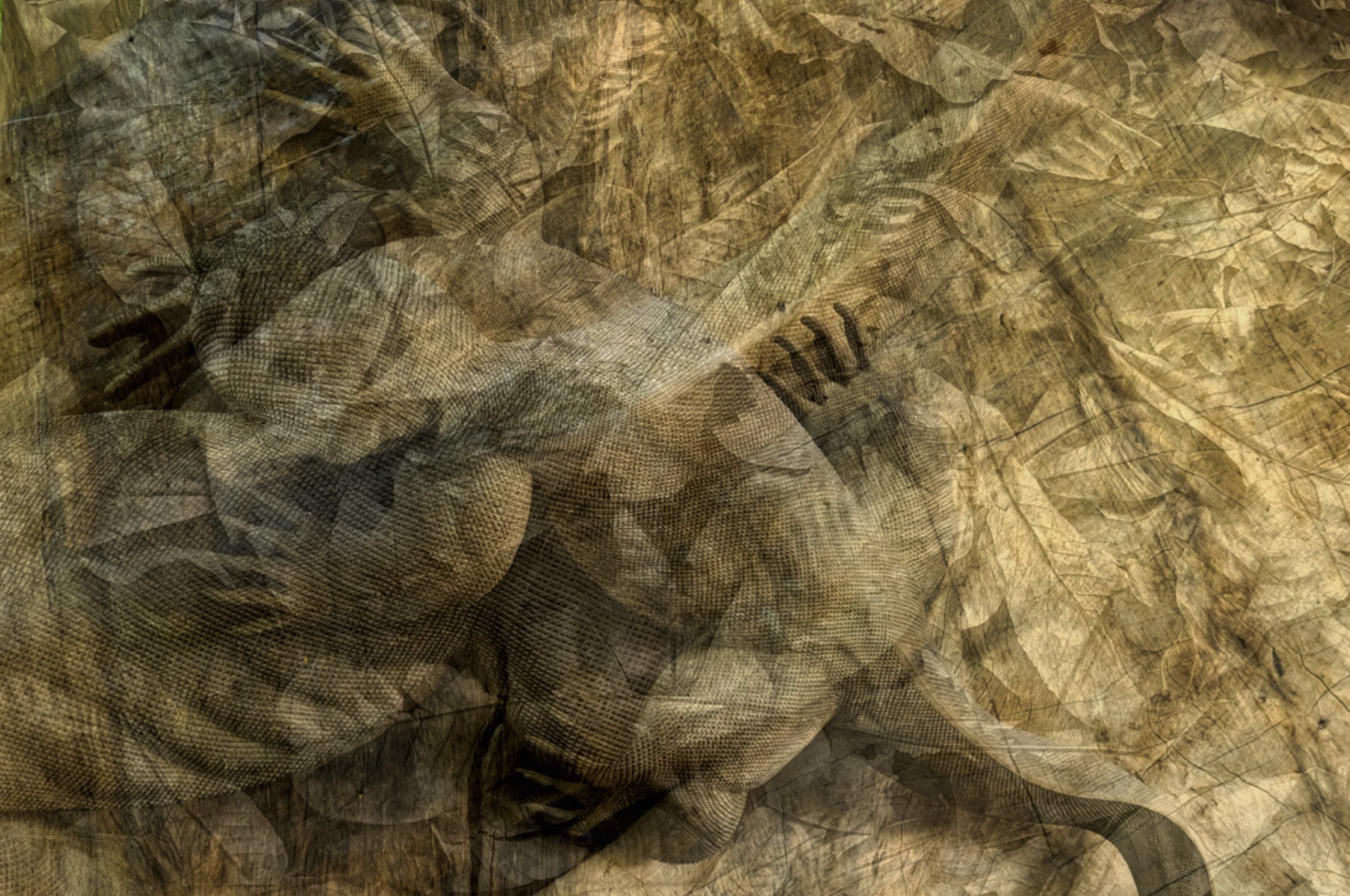 Lizards Scrapping 2