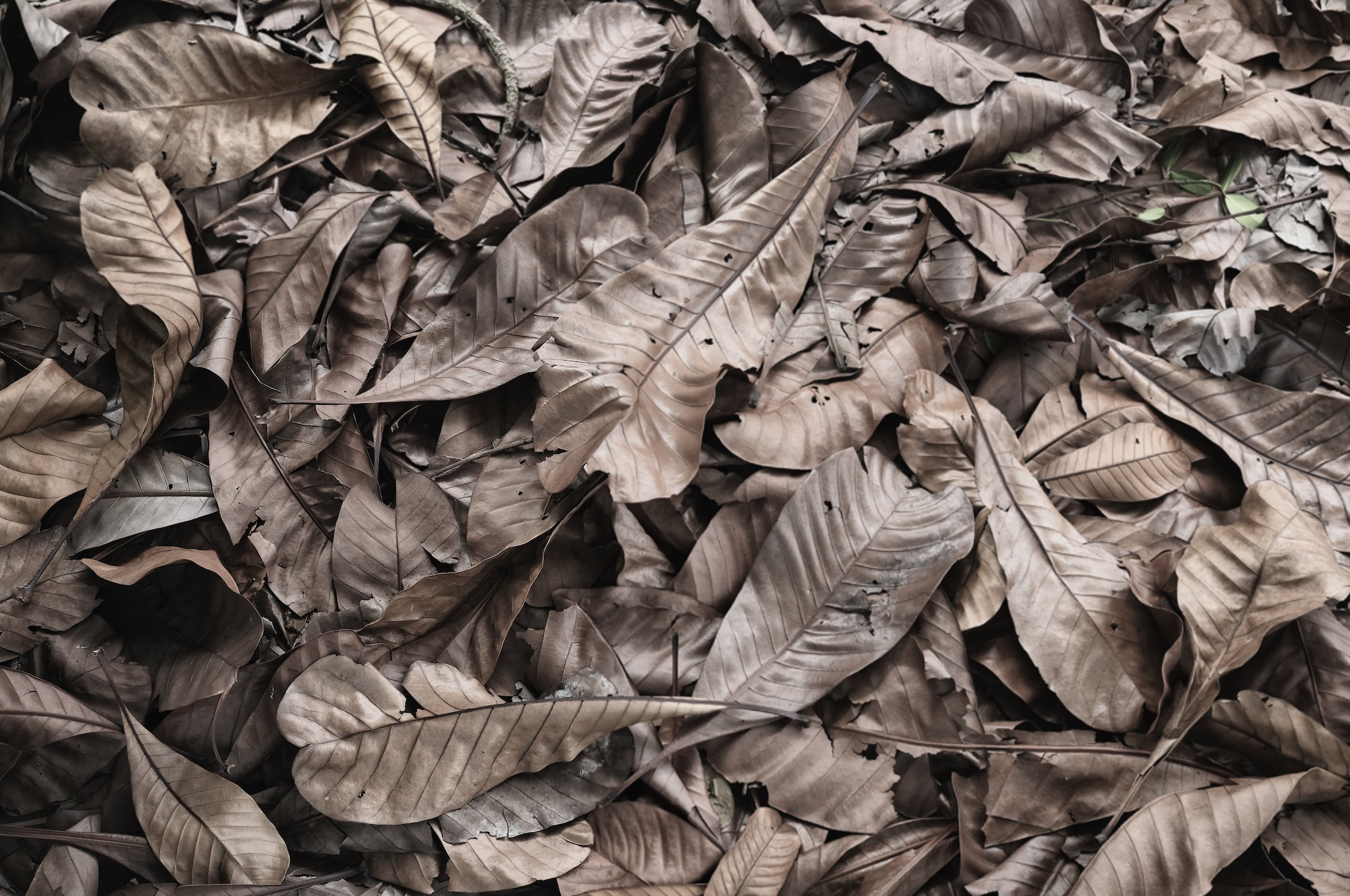 Leaf Mold