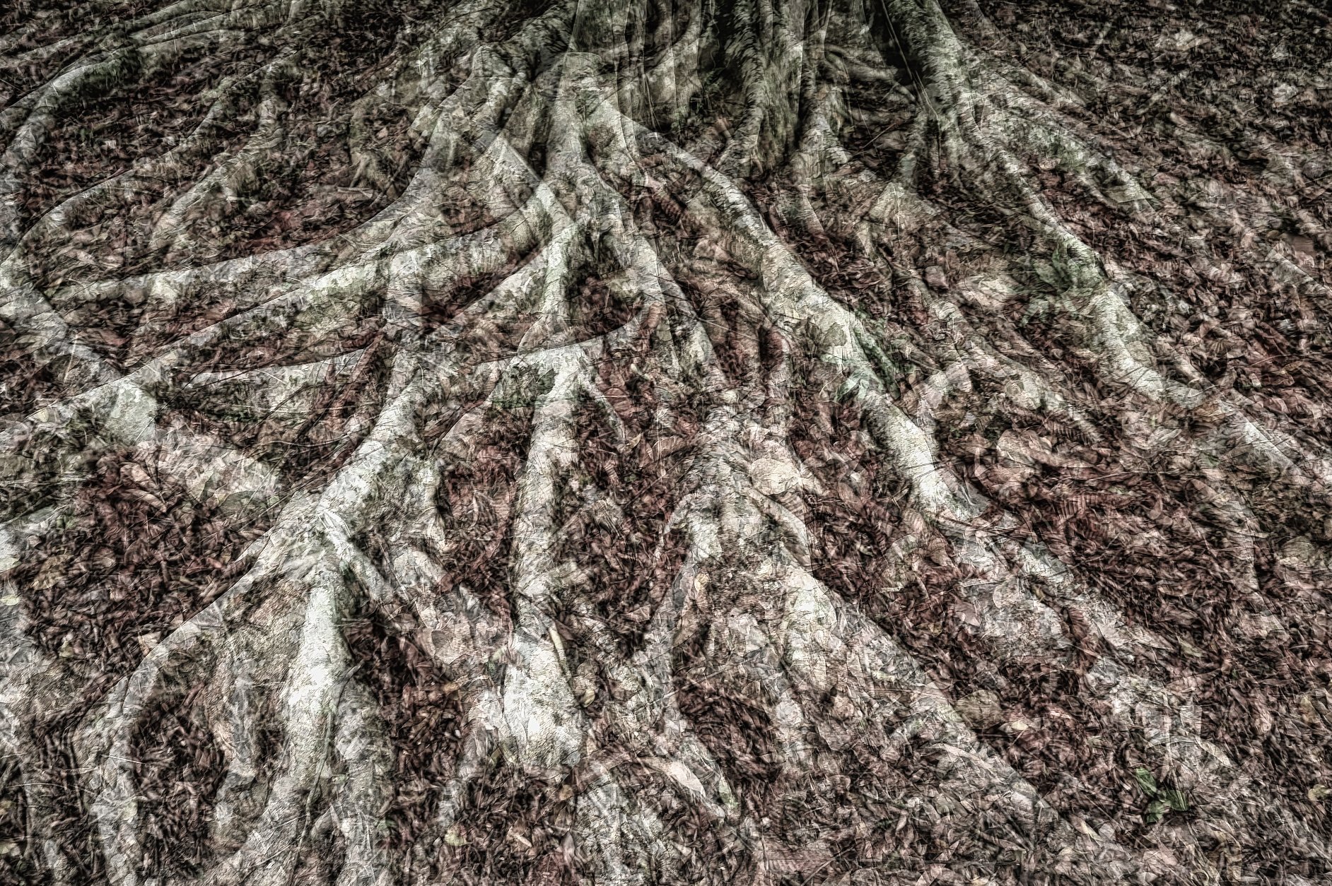 Roots