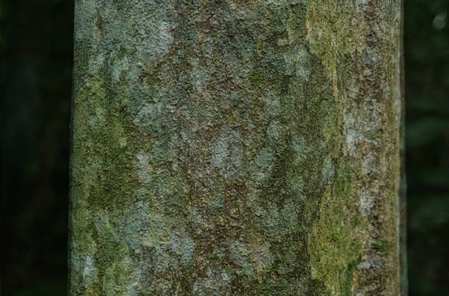 Bark 2