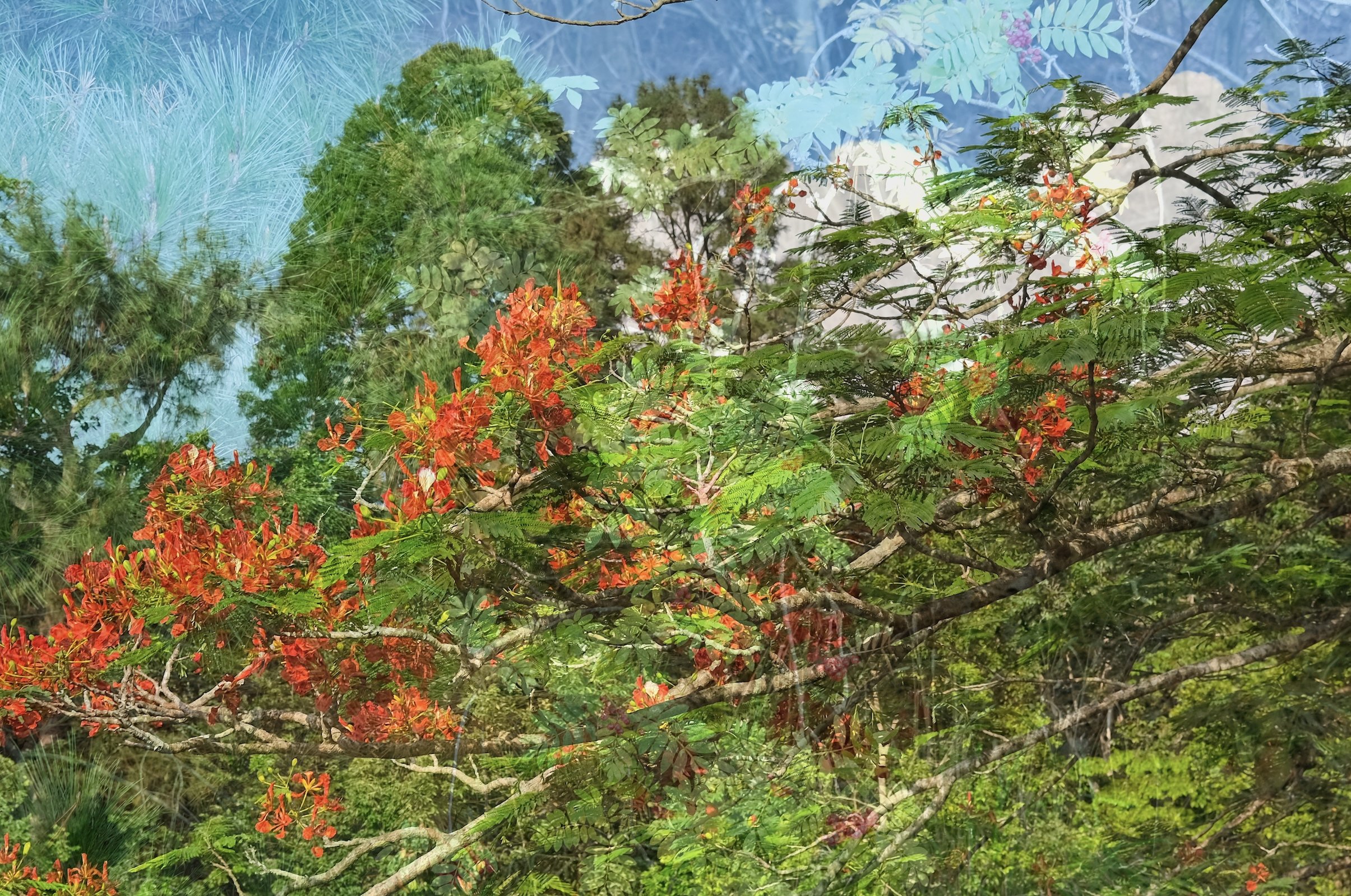 Flame-type Tree