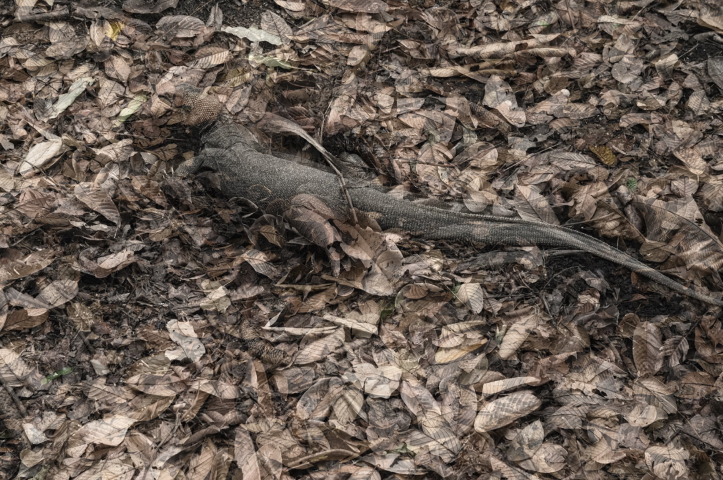 Escaping Lizard