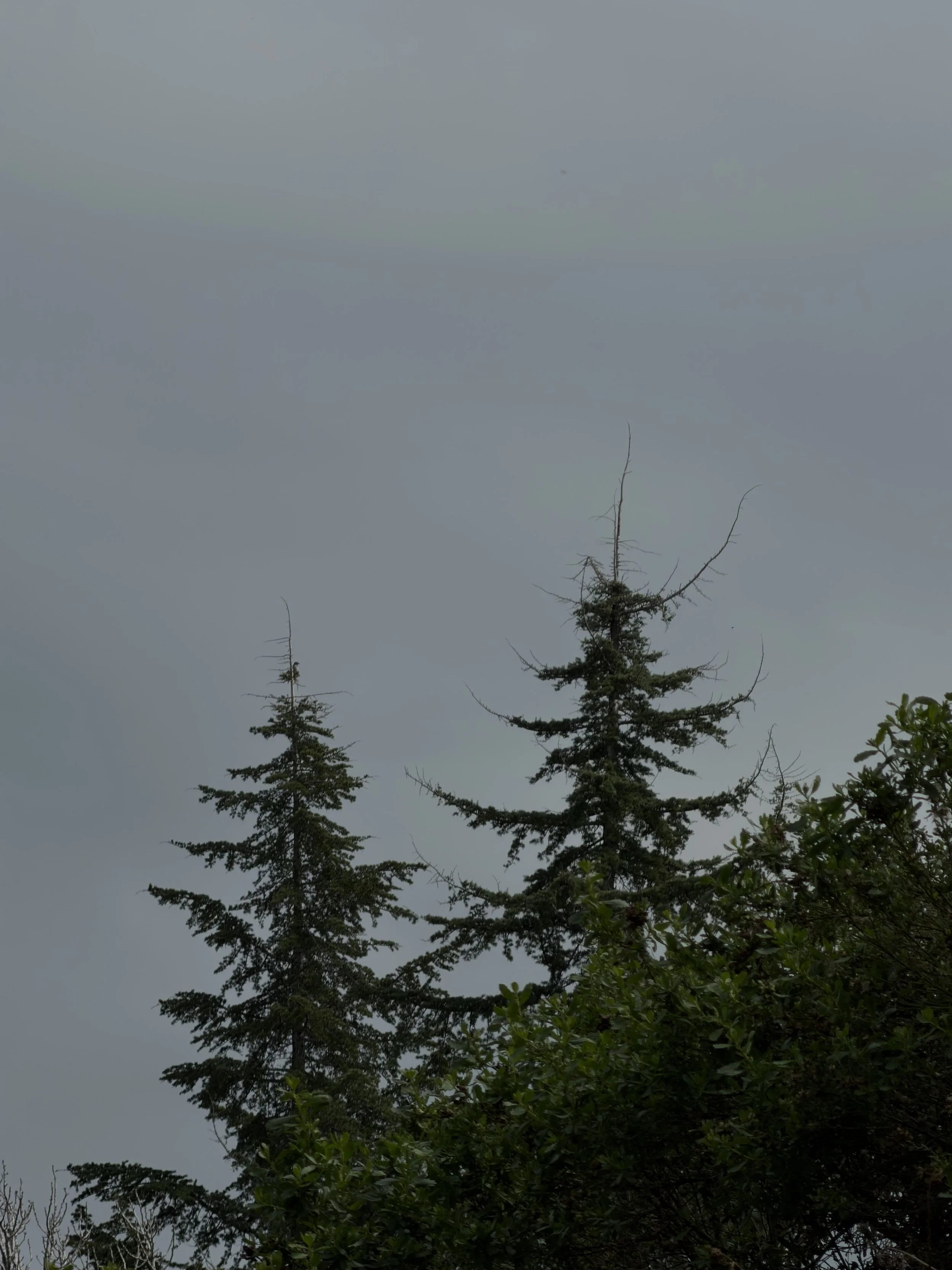 Two pine trees with sparse branches on a cloudy sky background.