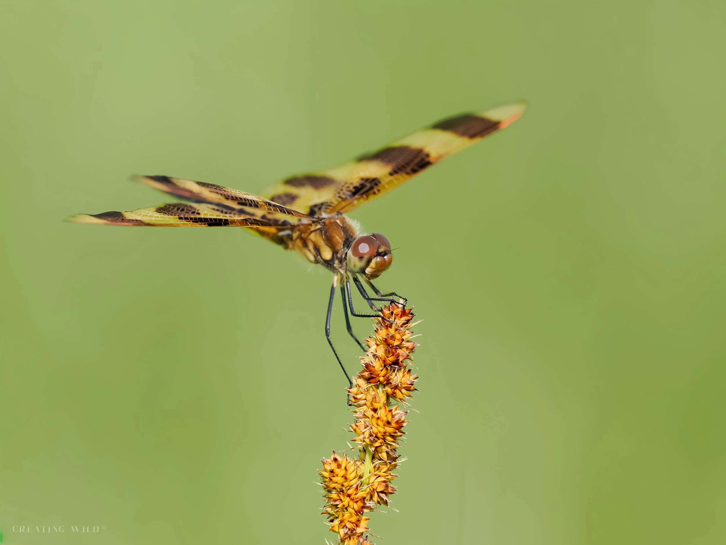 halloween pennant-1.jpg
